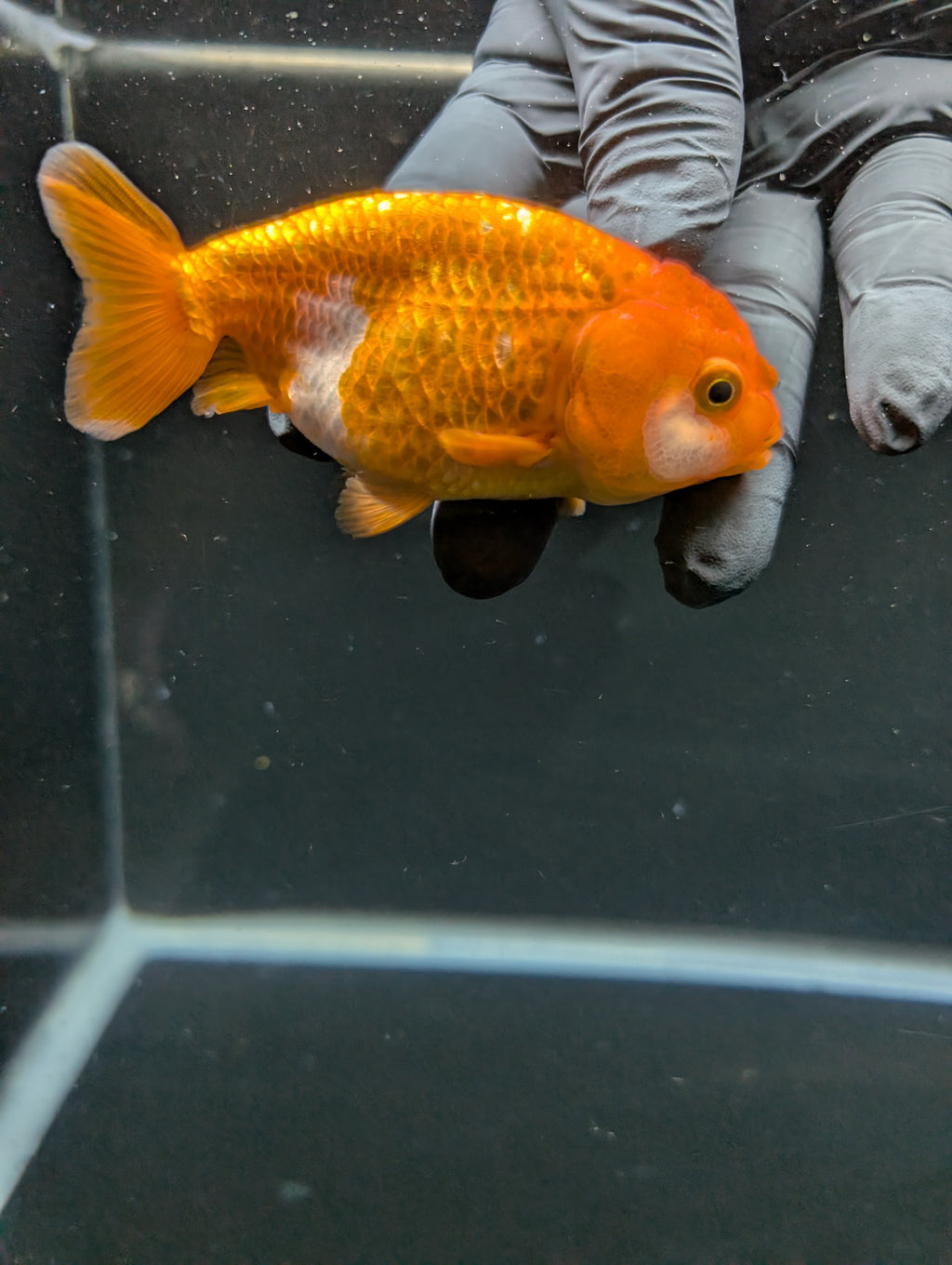 Ranchu Red White 3.5"-4"in. ID#828R4A-023