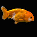 Ranchu Red White 3.5"-4"in. ID#828R4A-023