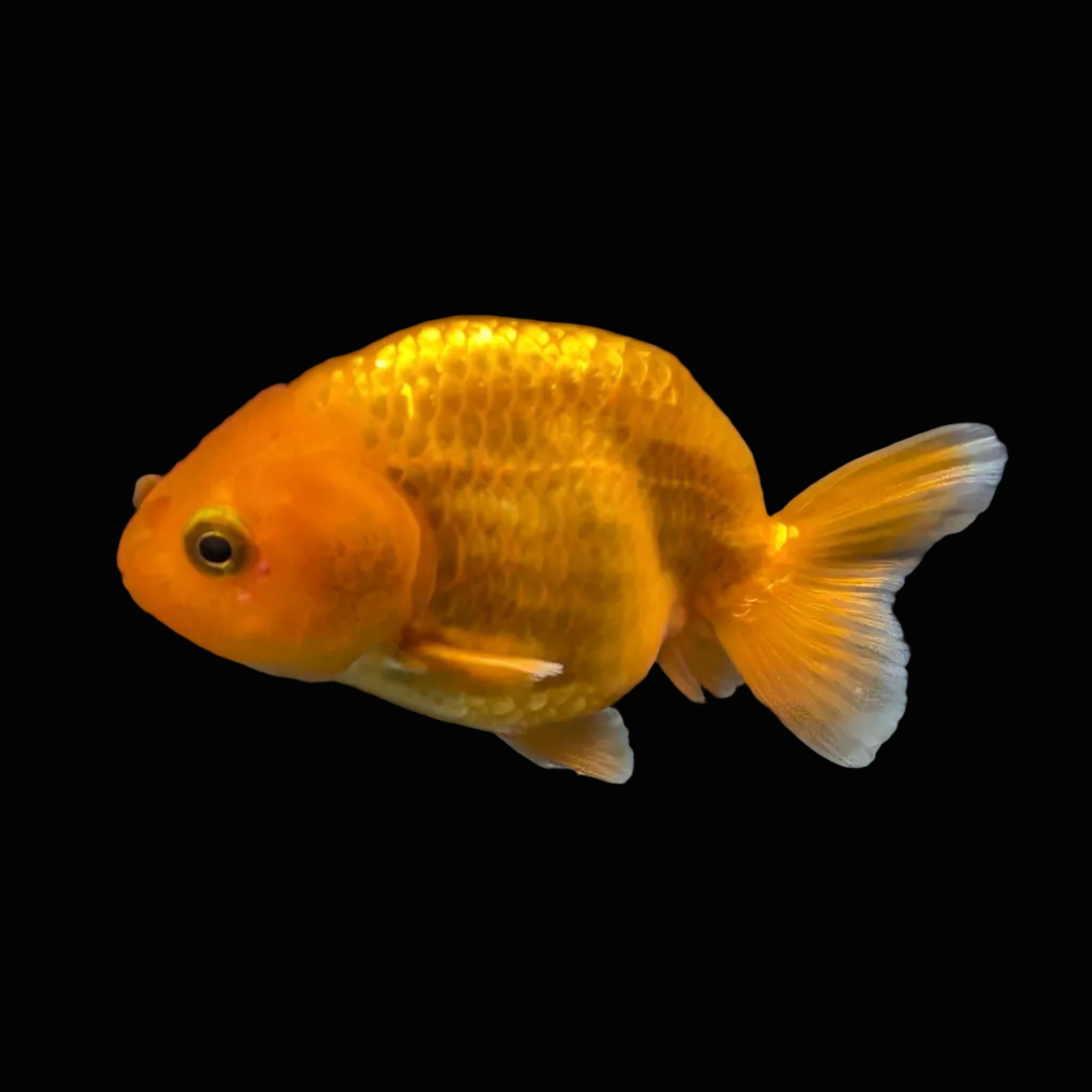 Ranchu Red White 3"-3.5" in. ID#403R7A-008