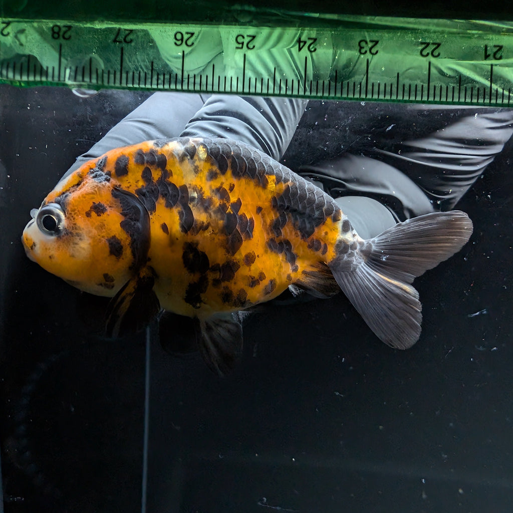 Ranchu Calico 2.5"-3" in. ID#724R4A-024