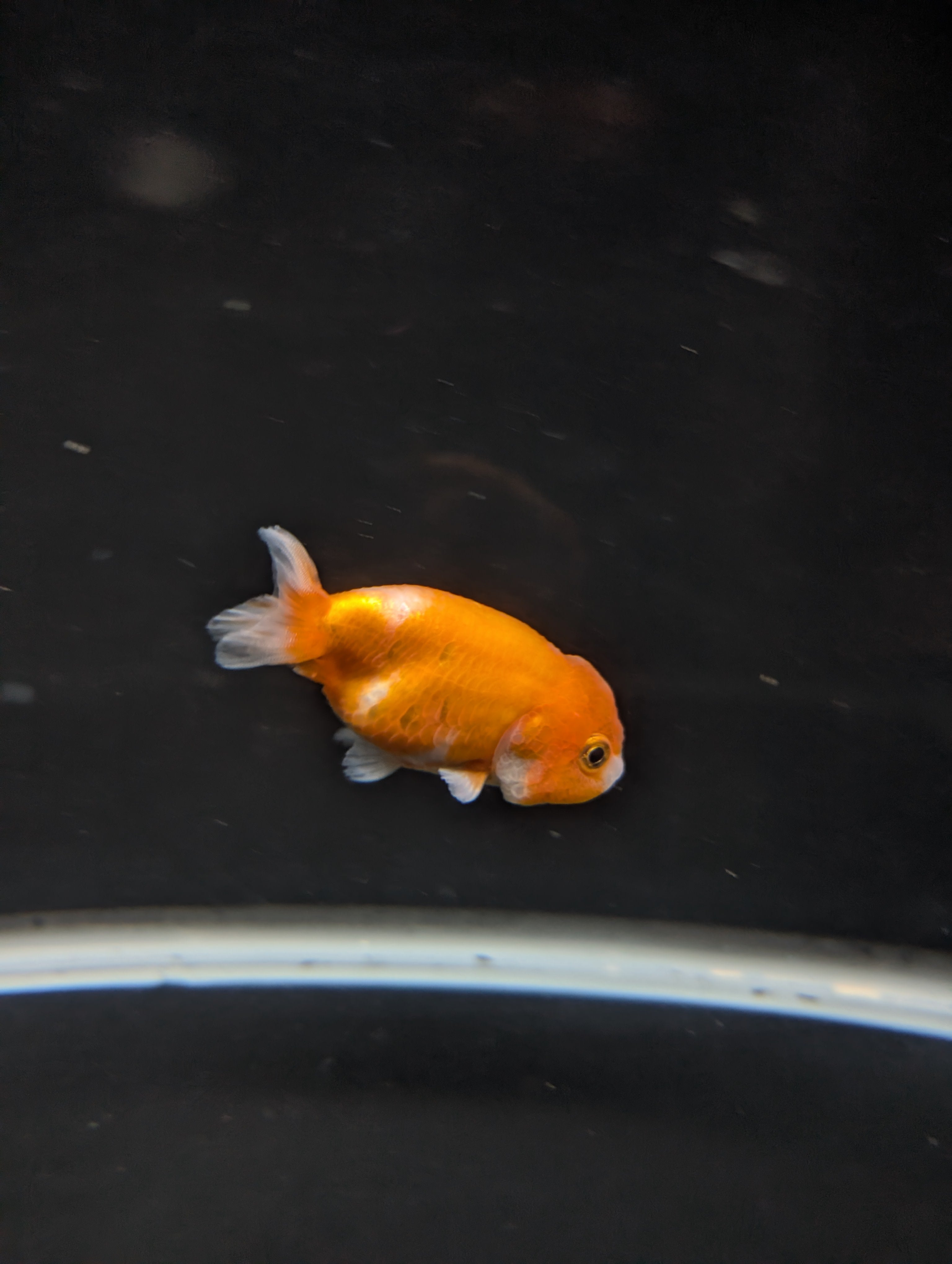 Ranchu Red White 3"-3.5" in. ID#501R13A-026