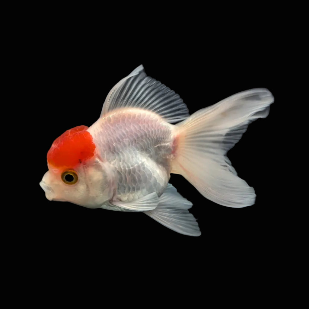 Juvenile Oranda Red Cap 3.5"-4" in.  ID#327T13b-034