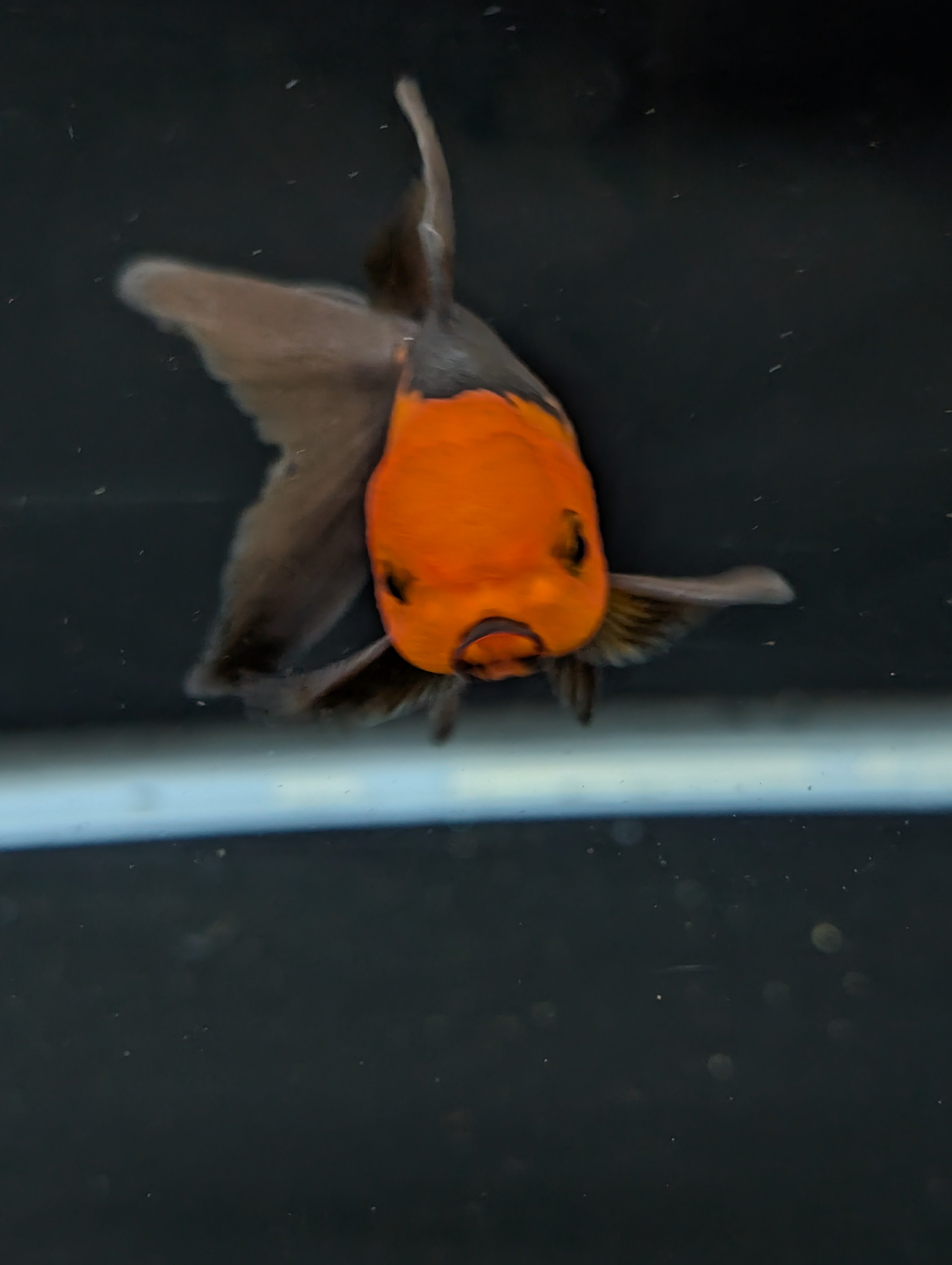 Juvenile Oranda Red Black 3"-3.5"in.  ID#522T1A-003 Please See Notes.