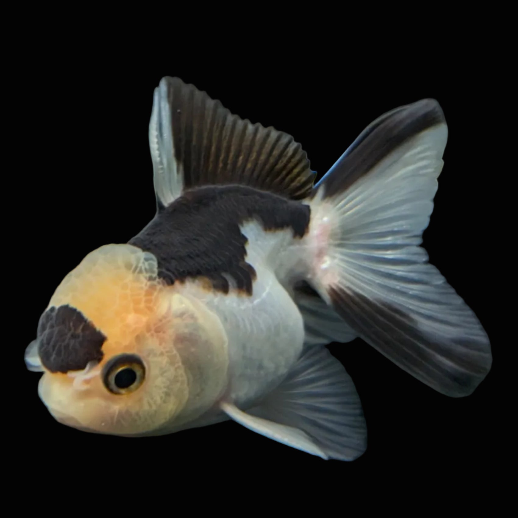 Juvenile Thai Oranda Panda 3"in.  ID#814T1A-008