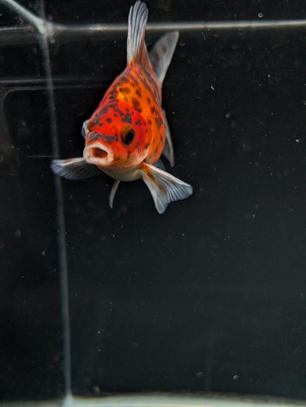 Tamasaba Calico 3"-3.5" in. ID#1009TM1B-010