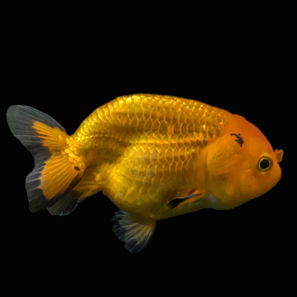 Ranchu Red Black 4"-4.5"in. ID#821R4A-056