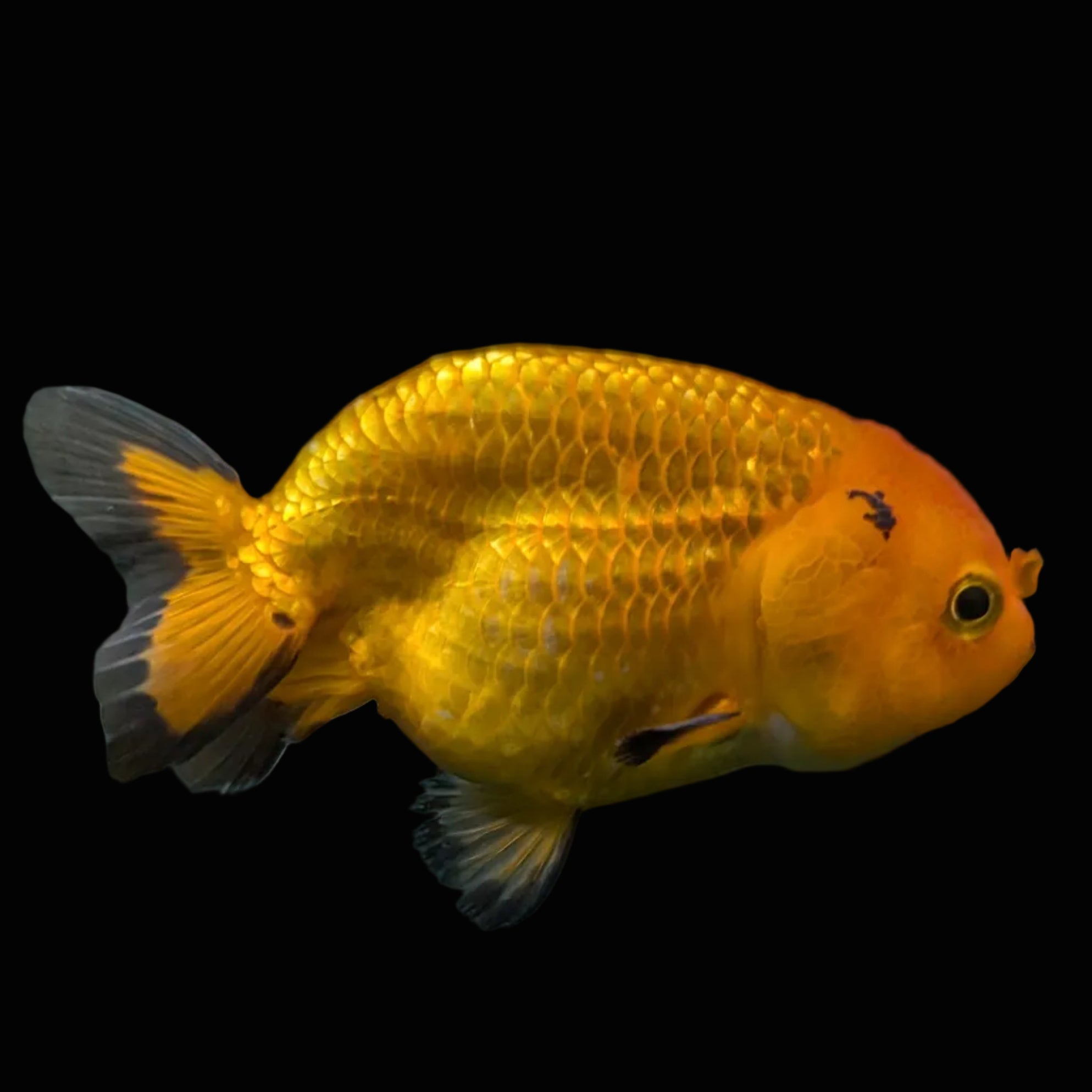 Ranchu Red Black 4"-4.5"in. ID#821R4A-056