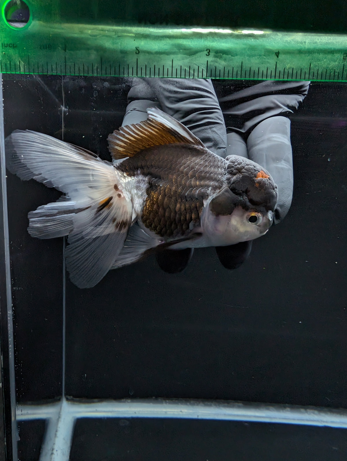 Thai Oranda Panda 4"-4.5"in.  ID#1023T1A-024