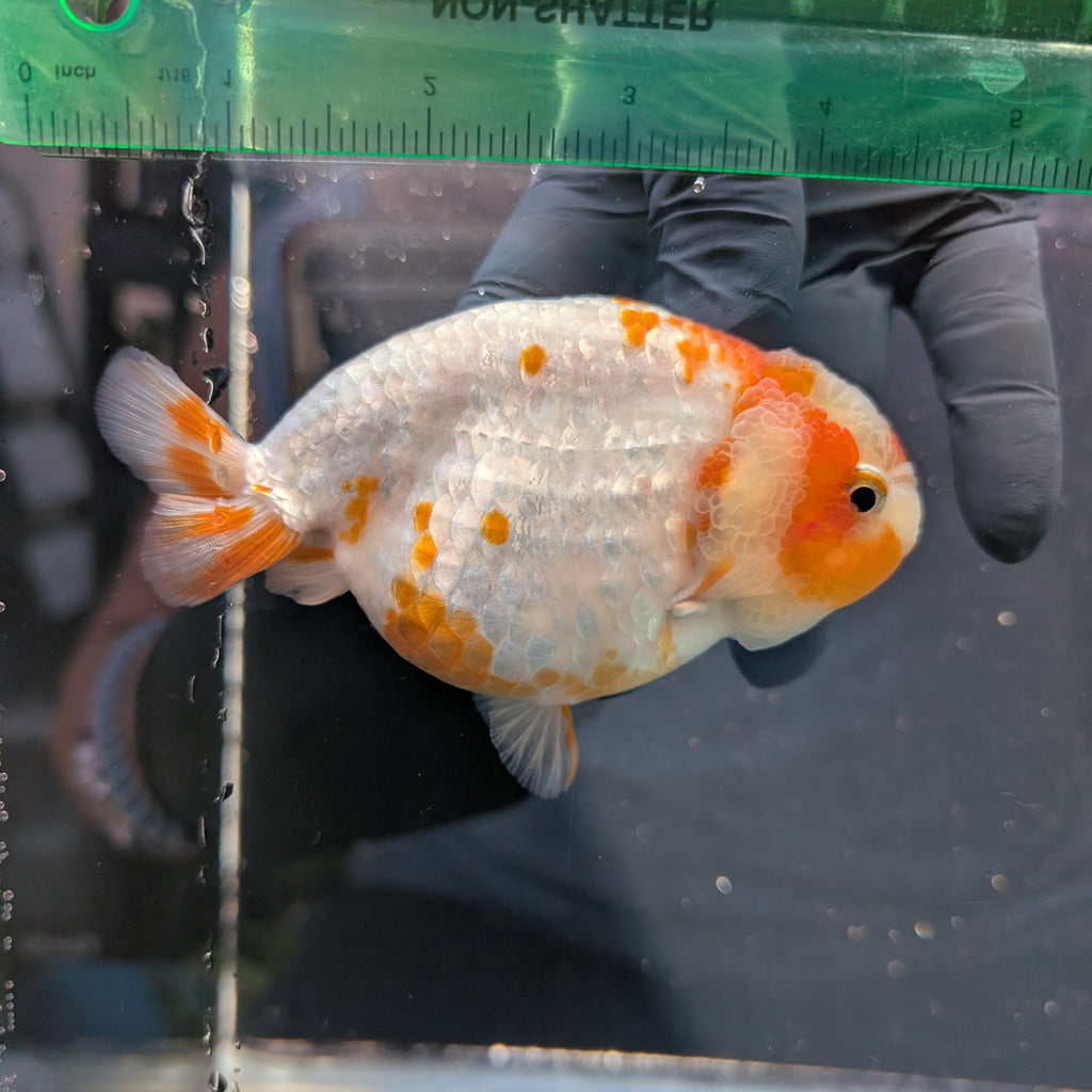 Jumbo Ranchu Sakura 4.5"-5" in. ID#1009R8A-052