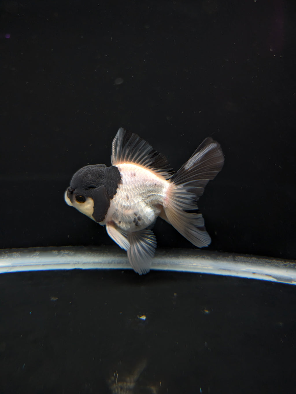 Thai Oranda Panda 4"-4.5"in.  ID#1023T1A-022