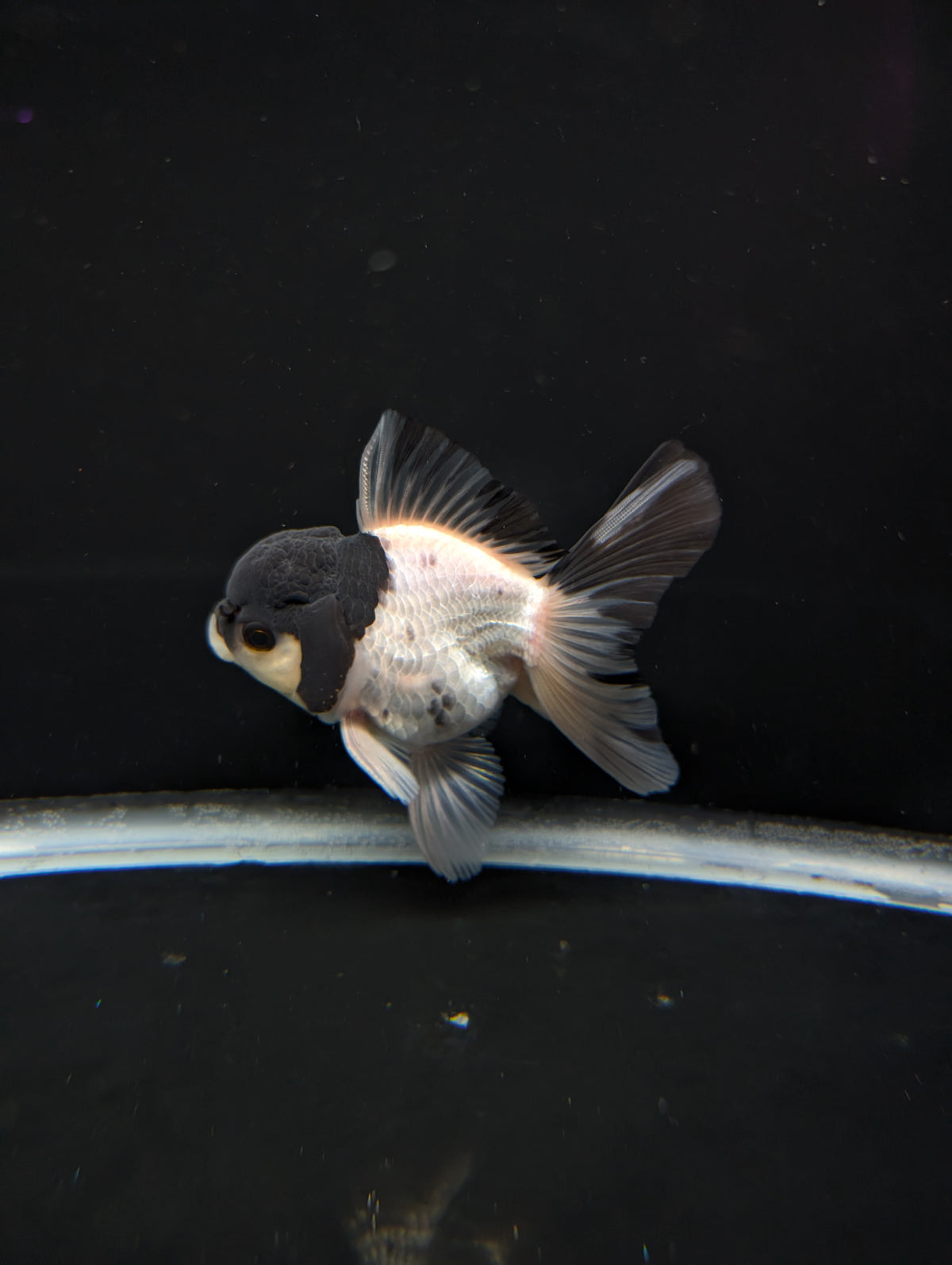 Thai Oranda Panda 4"-4.5"in.  ID#1023T1A-022