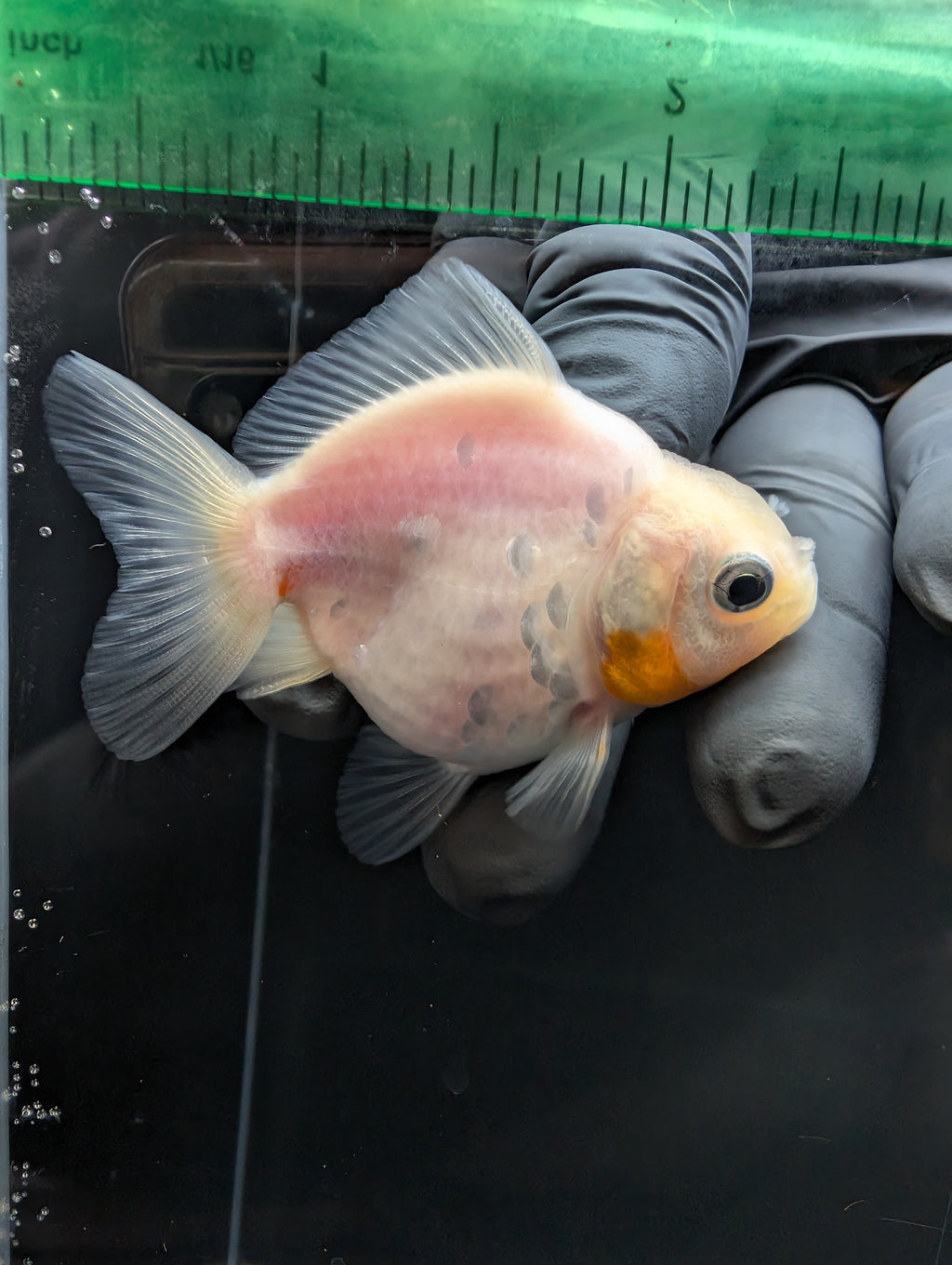 Baby Thai Shogun Oranda White 2"-2.5" in. ID#1023BSG11A-023