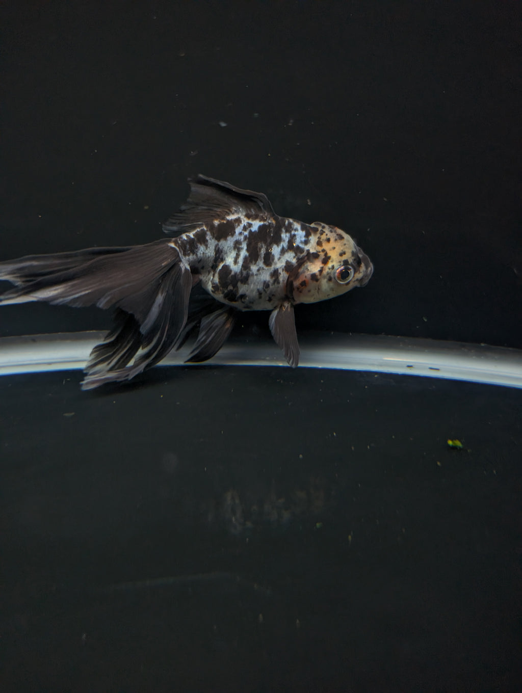 Calico Oranda 5"in. ID#821LB2A-62
