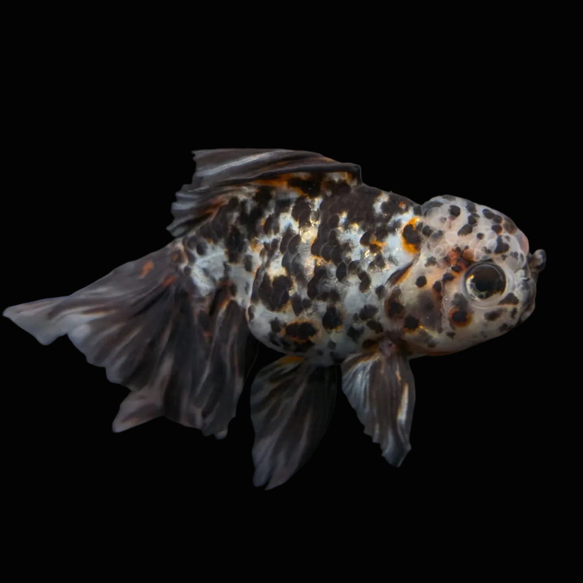 Calico Oranda 4.5"-5"in. ID#911LB2A-002