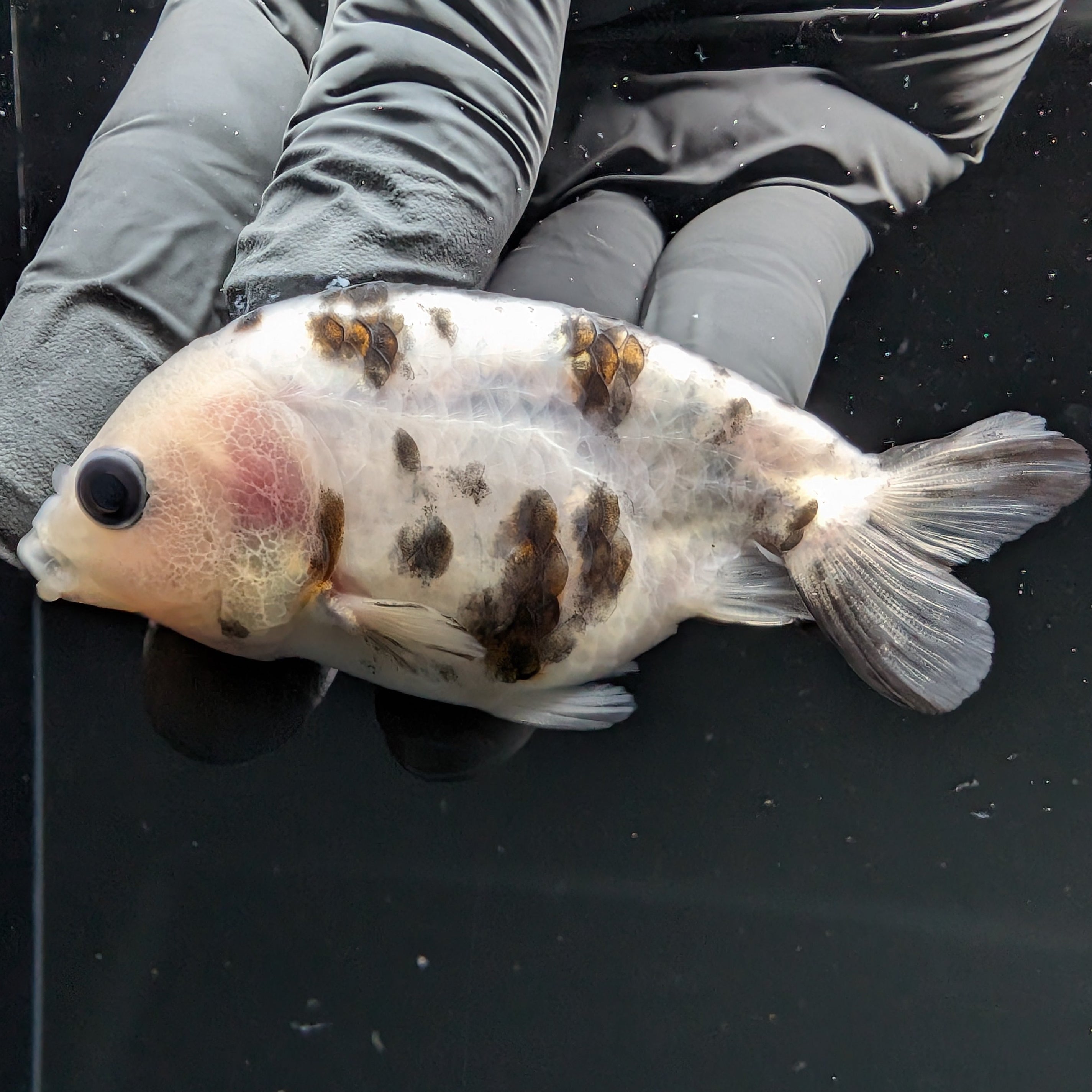 Ranchu Calico 2.5"-3" in. ID#724R4A-029
