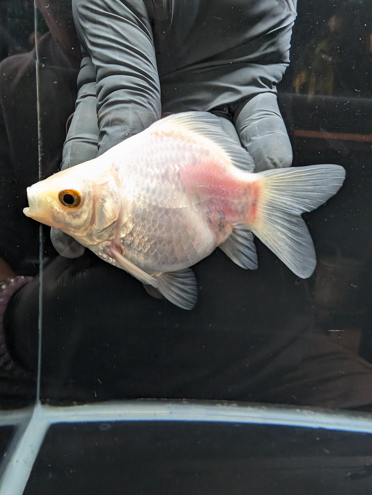 Tamasaba White 3.5"in. ID#1023TM1B-025