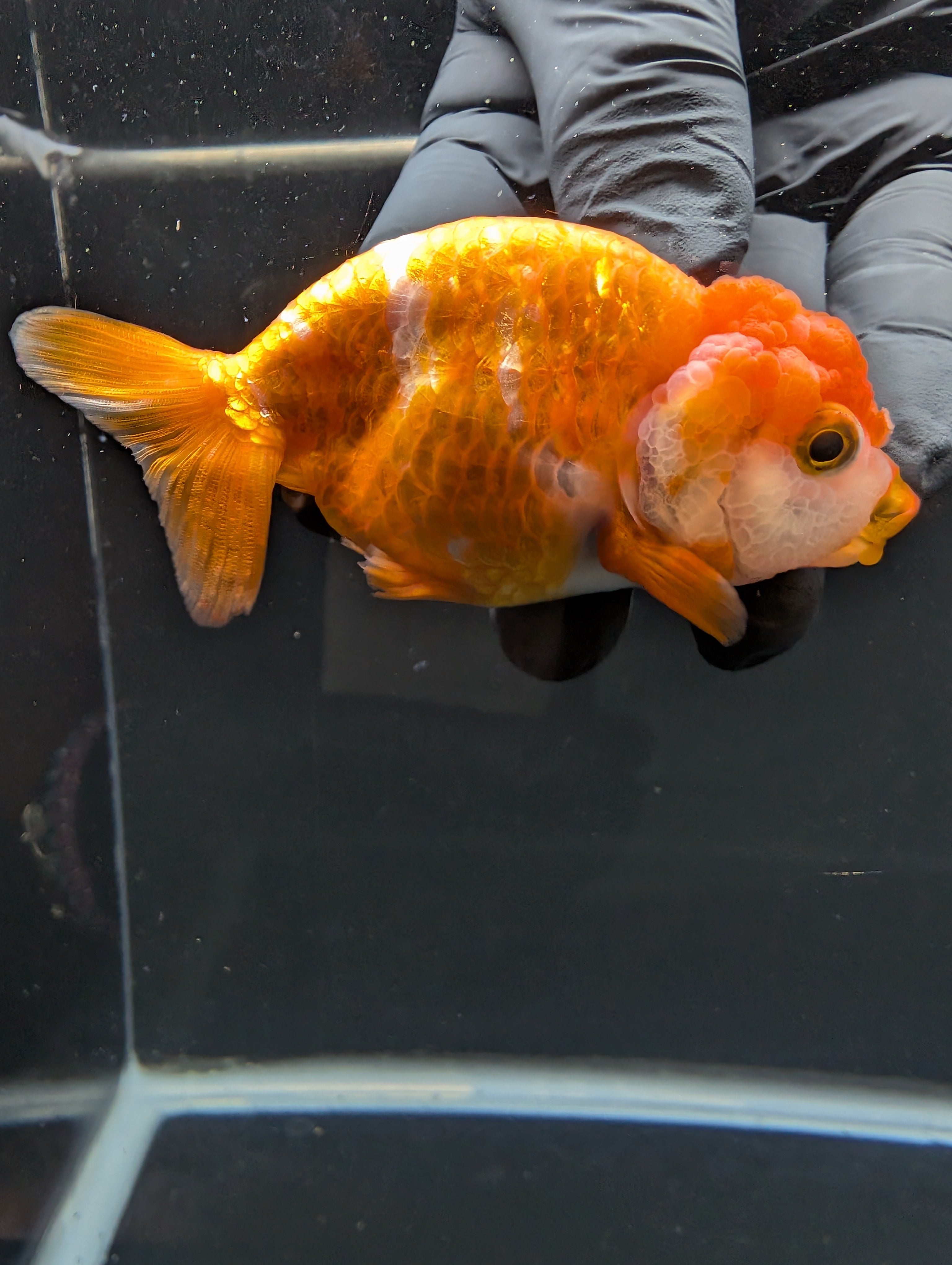 Ranchu Red White 3.5"-4"in. ID#828R4A-021