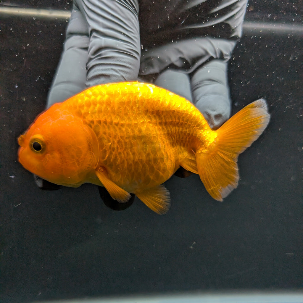 Ranchu Red White 3.5"-4"in. ID#828R4A-025