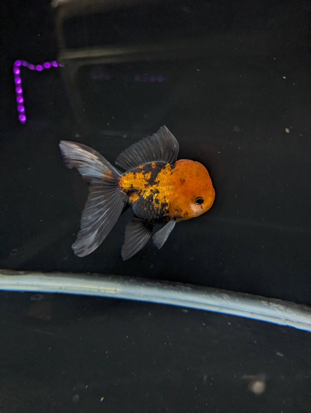 Thai Oranda Tricolor 4"-4.5"in.  ID#1023T1A-027