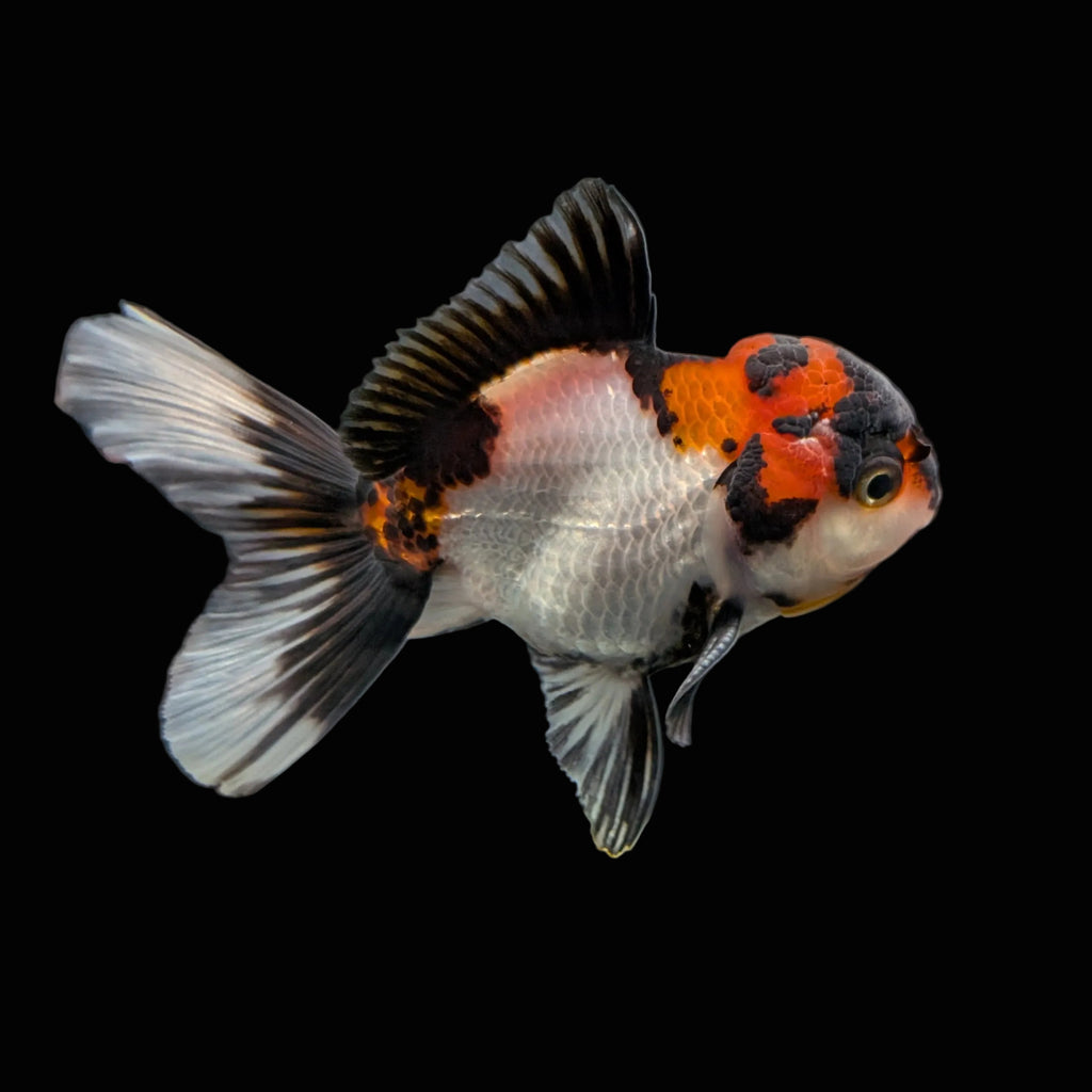 Juvenile Oranda Tricolor 3.5"-4" in.  ID#403T8A-001