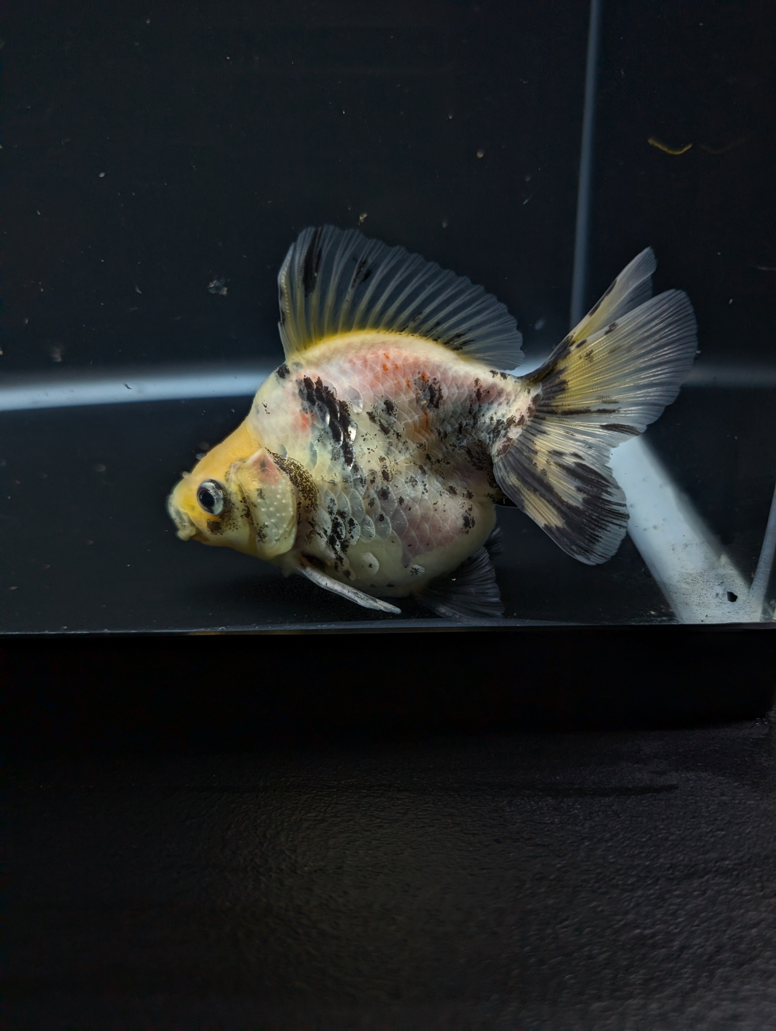 Jumbo Ryukin Short Tail White Tiger Calico 4"-4.5" in. ID#5015B-012