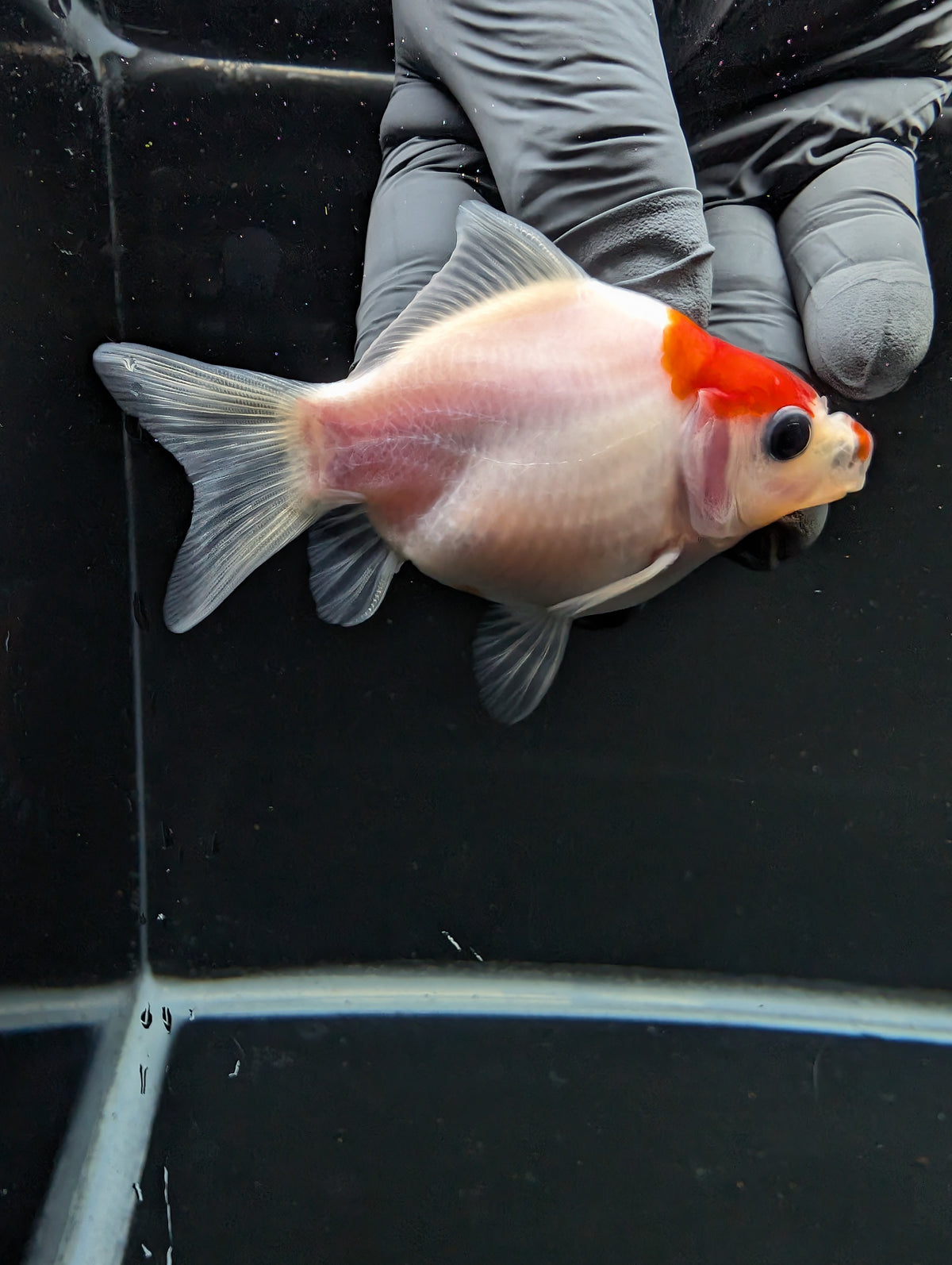 Tamasaba Red White 3"-3.5" in. ID#1009TM1B-002