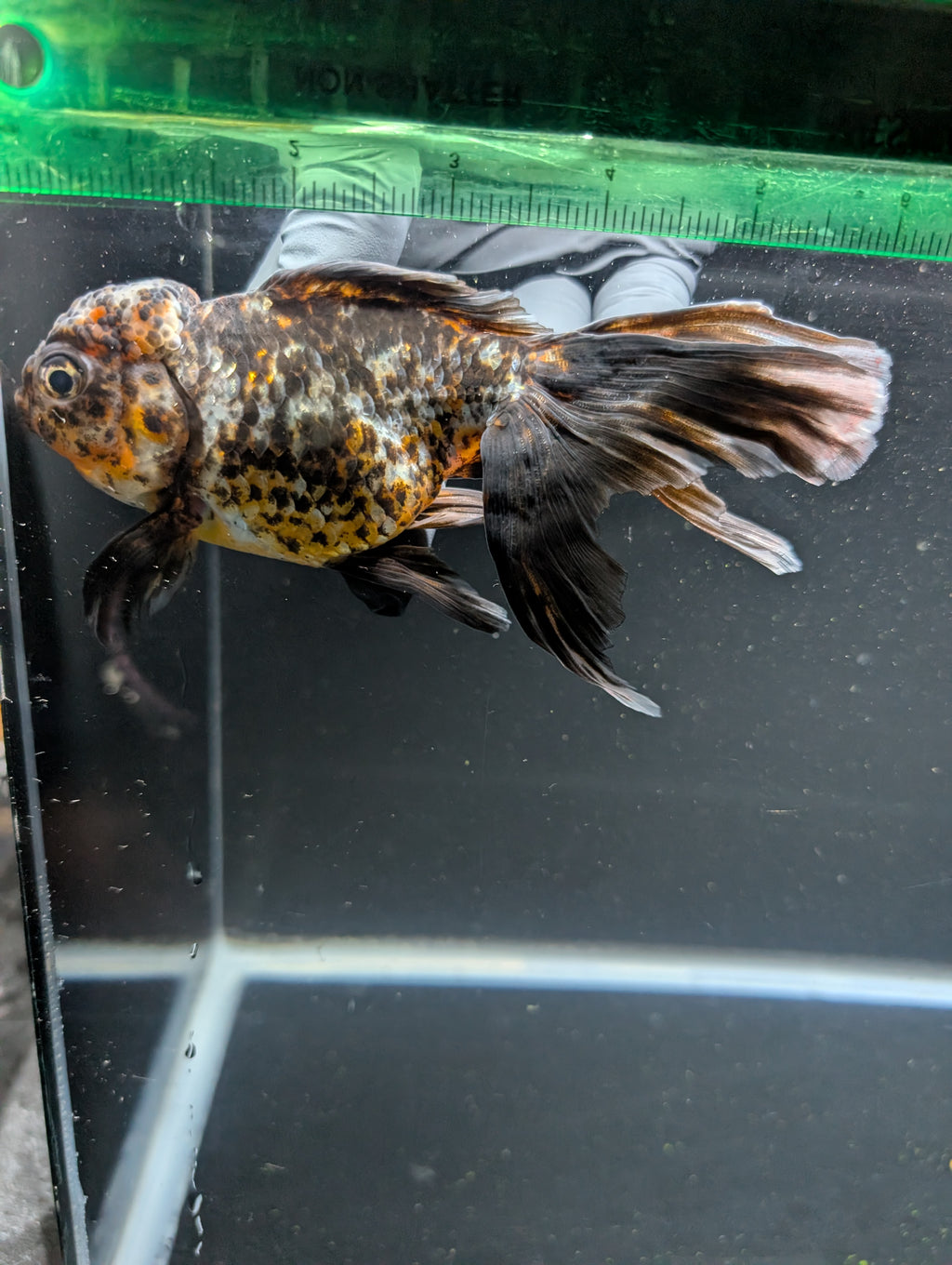 Calico Oranda 5.5"- 6"in. ID#821LB2A-64
