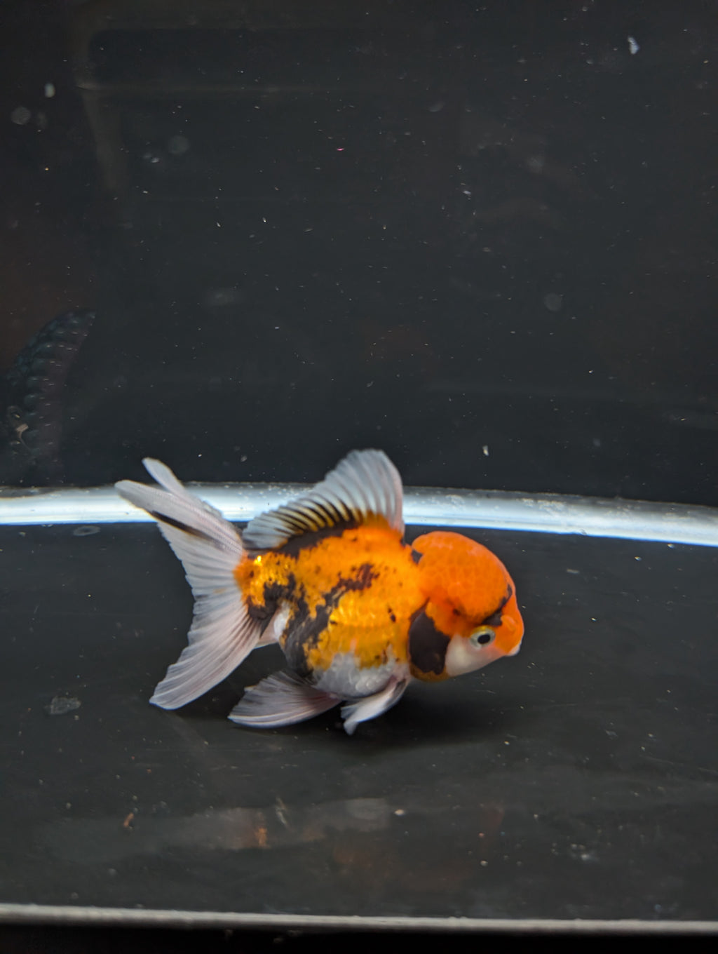 Thai Oranda Tricolor 4"-4.5"in.  ID#1023T1A-025