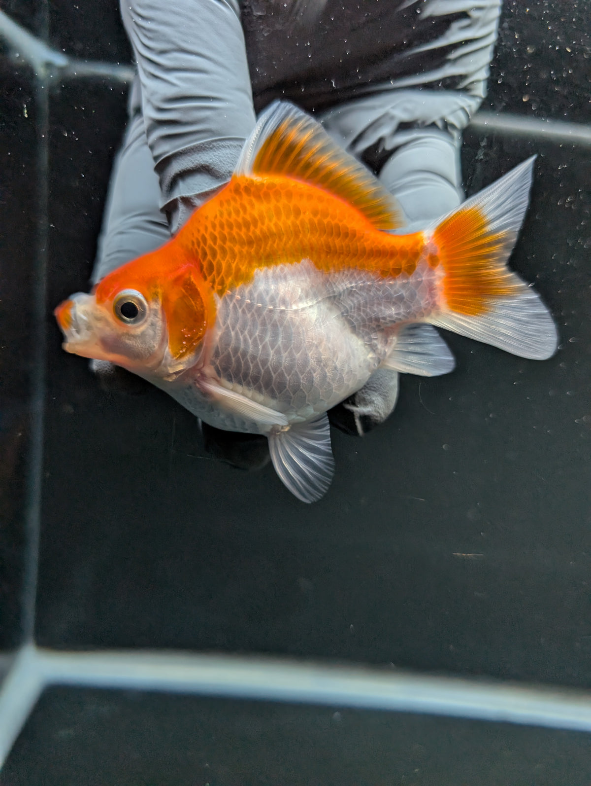 Tamasaba Red White 3"-3.5" in. ID#1009TM1B-006