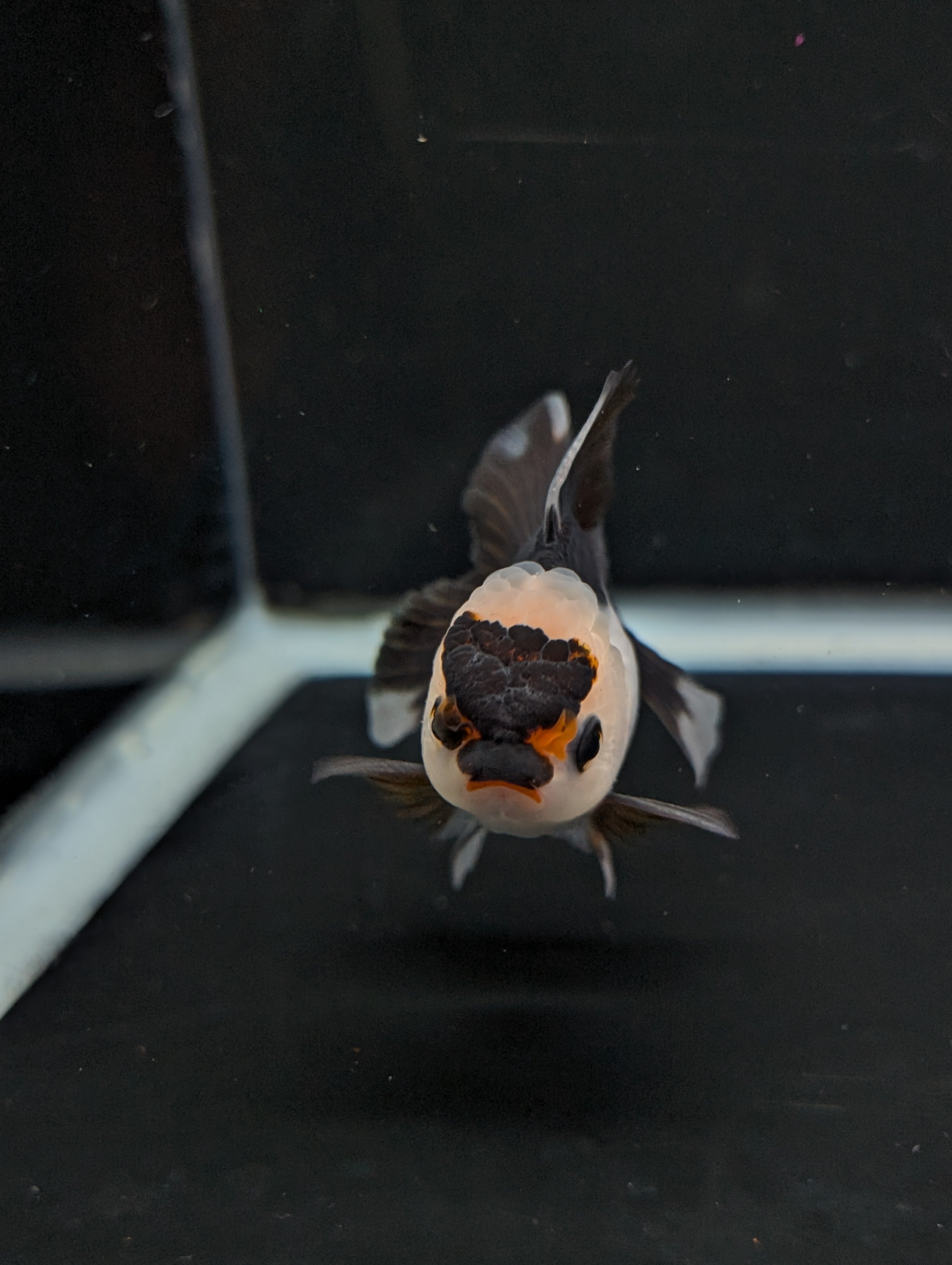 Juvenile Thai Oranda Panda 3"in.  ID#814T1A-006
