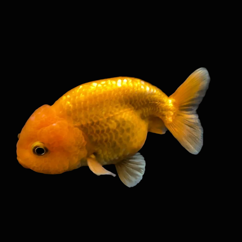 Ranchu Red White 3"-3.5" in. ID#424R13A-014