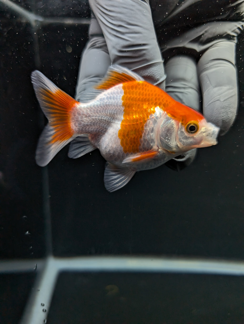Tamasaba Red White 3"-3.5" in. ID#1009TM1B-013