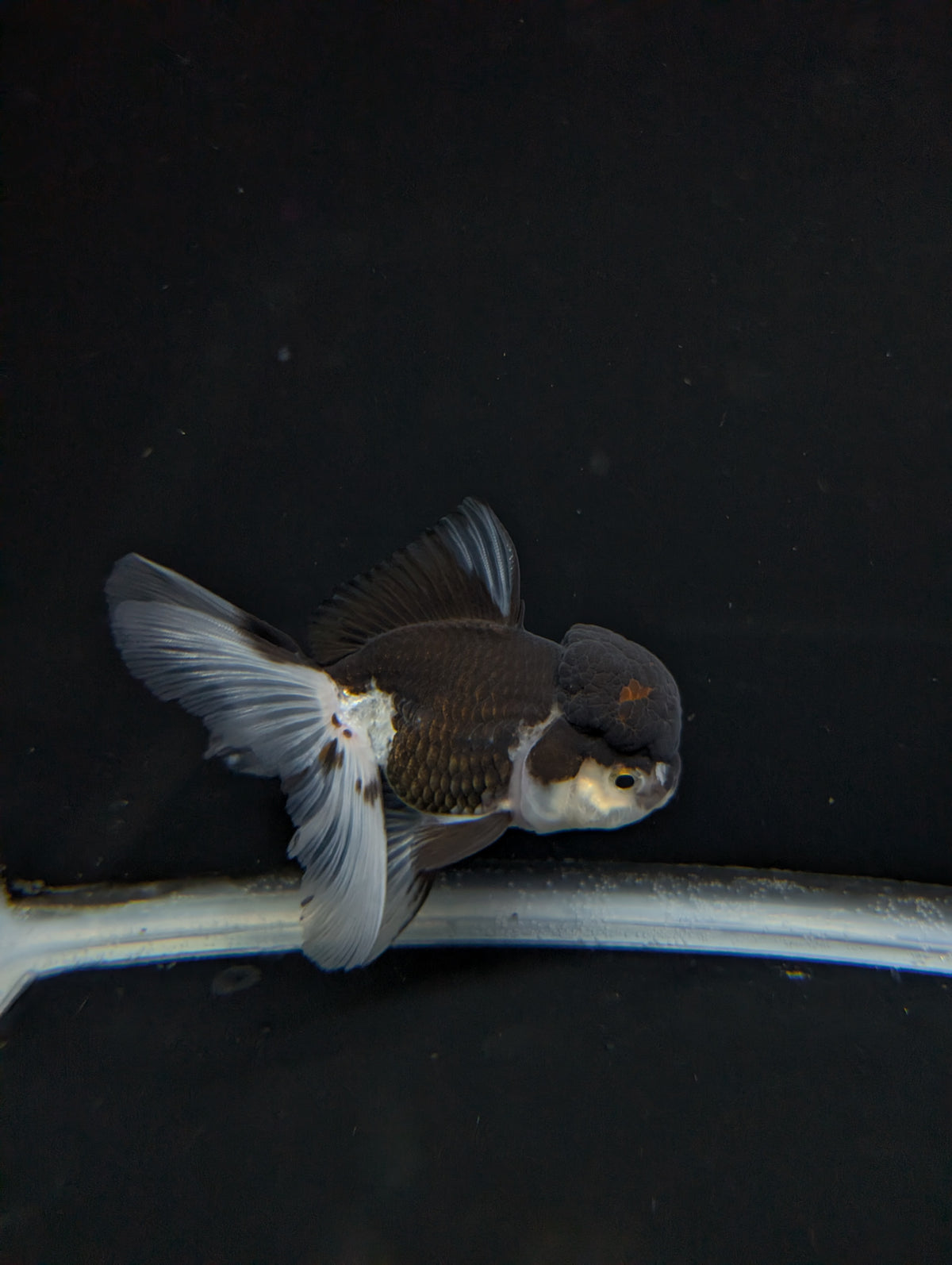 Thai Oranda Panda 4"-4.5"in.  ID#1023T1A-024