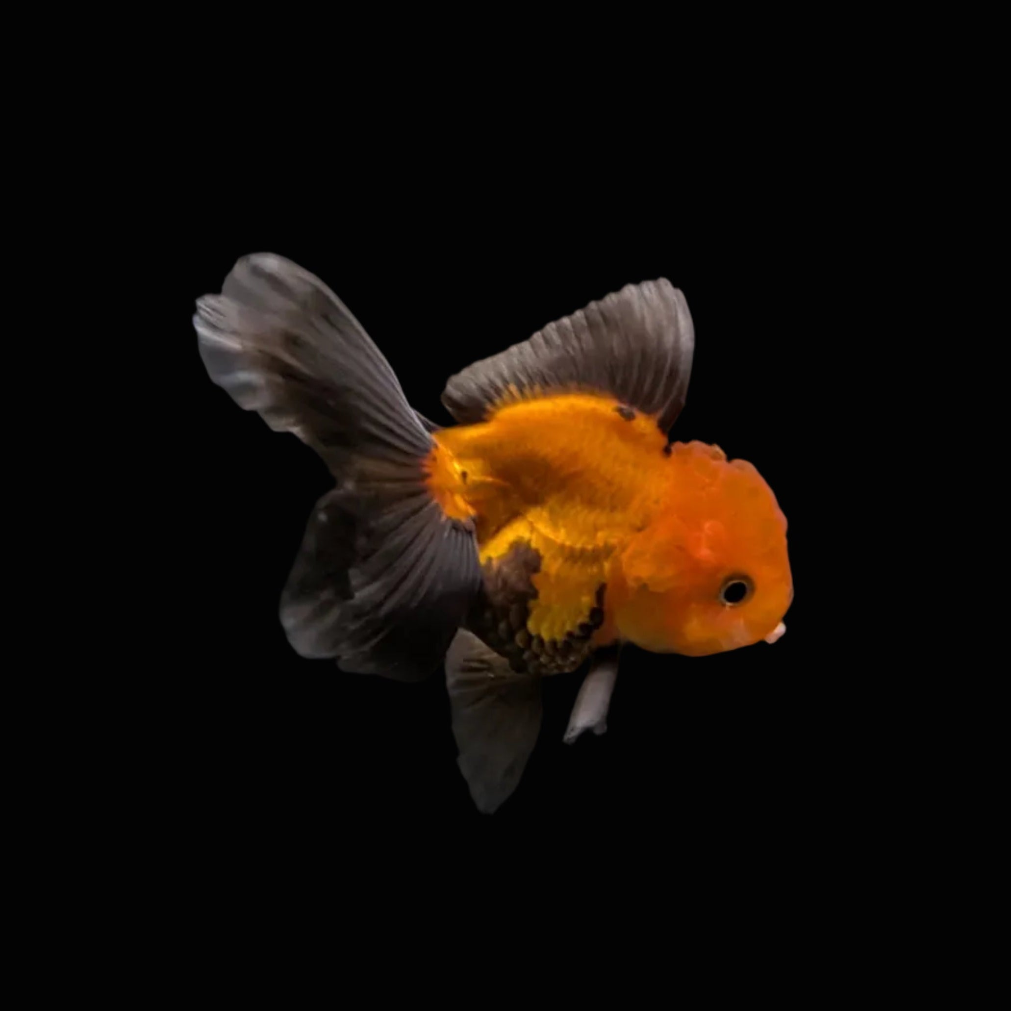 Juvenile Oranda Red Black 3.5"-4" in.  ID#327T13b-031