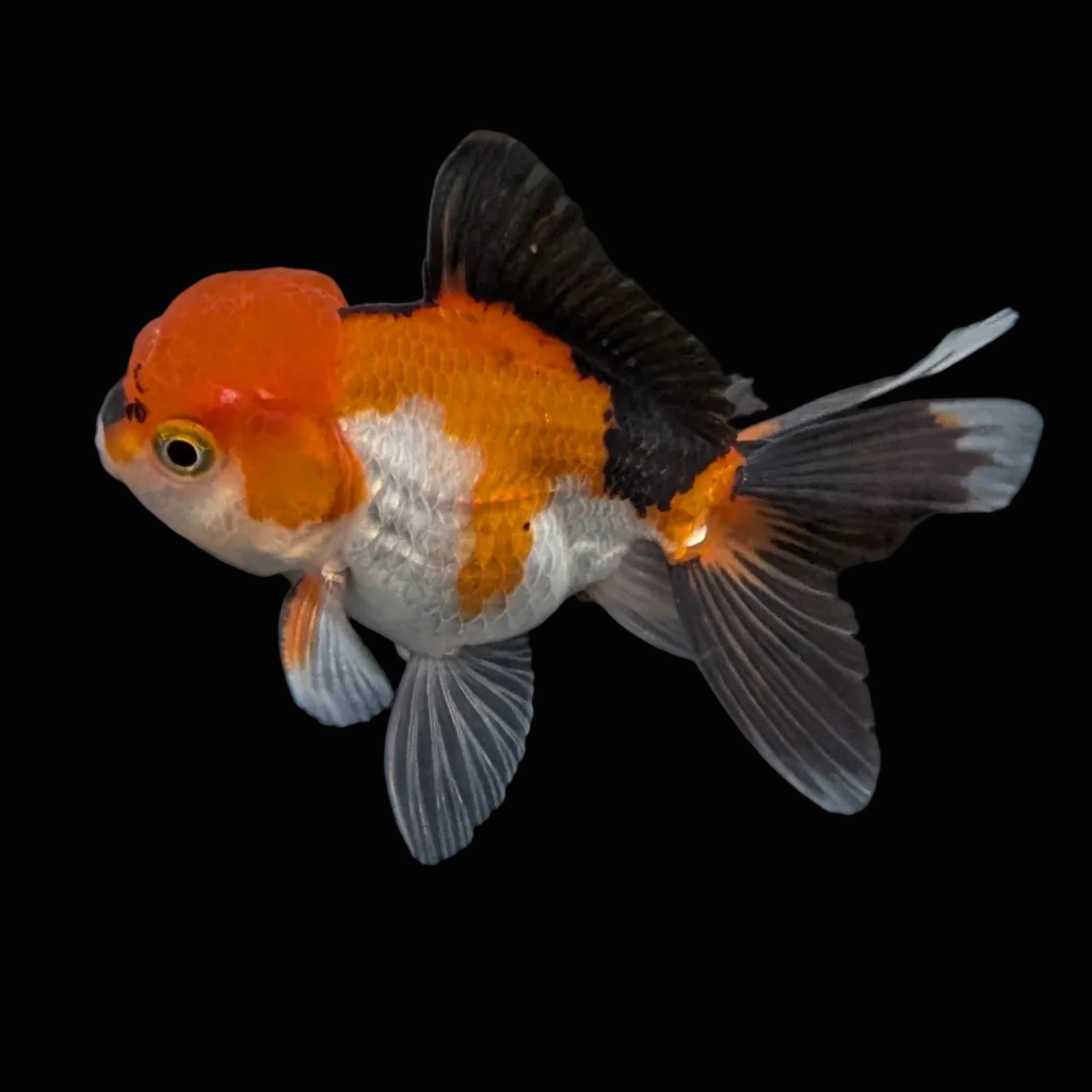 Juvenile Oranda Tricolor 3.5"-4" in.  ID#410T8A-015