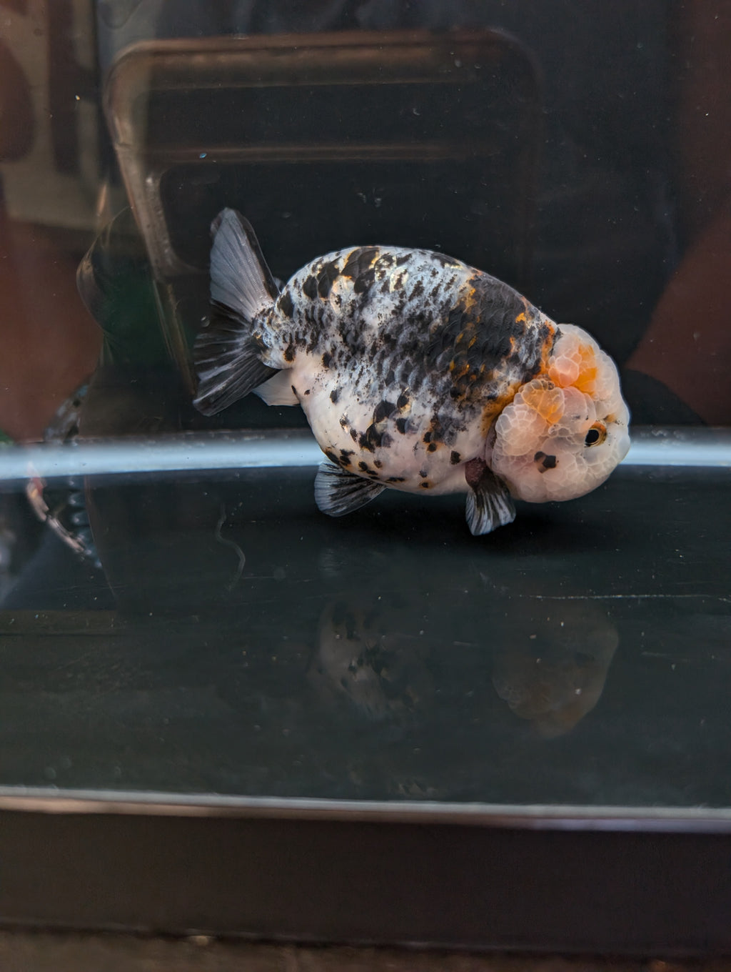 Jumbo Ranchu Kirin Calico 4.5"-5" in. ID#814R8A-024