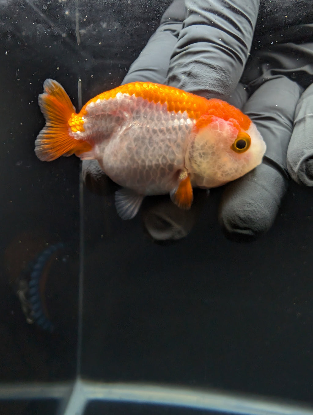 Baby Ranchu Red White 2.5"-3" in. ID#605R4A-074