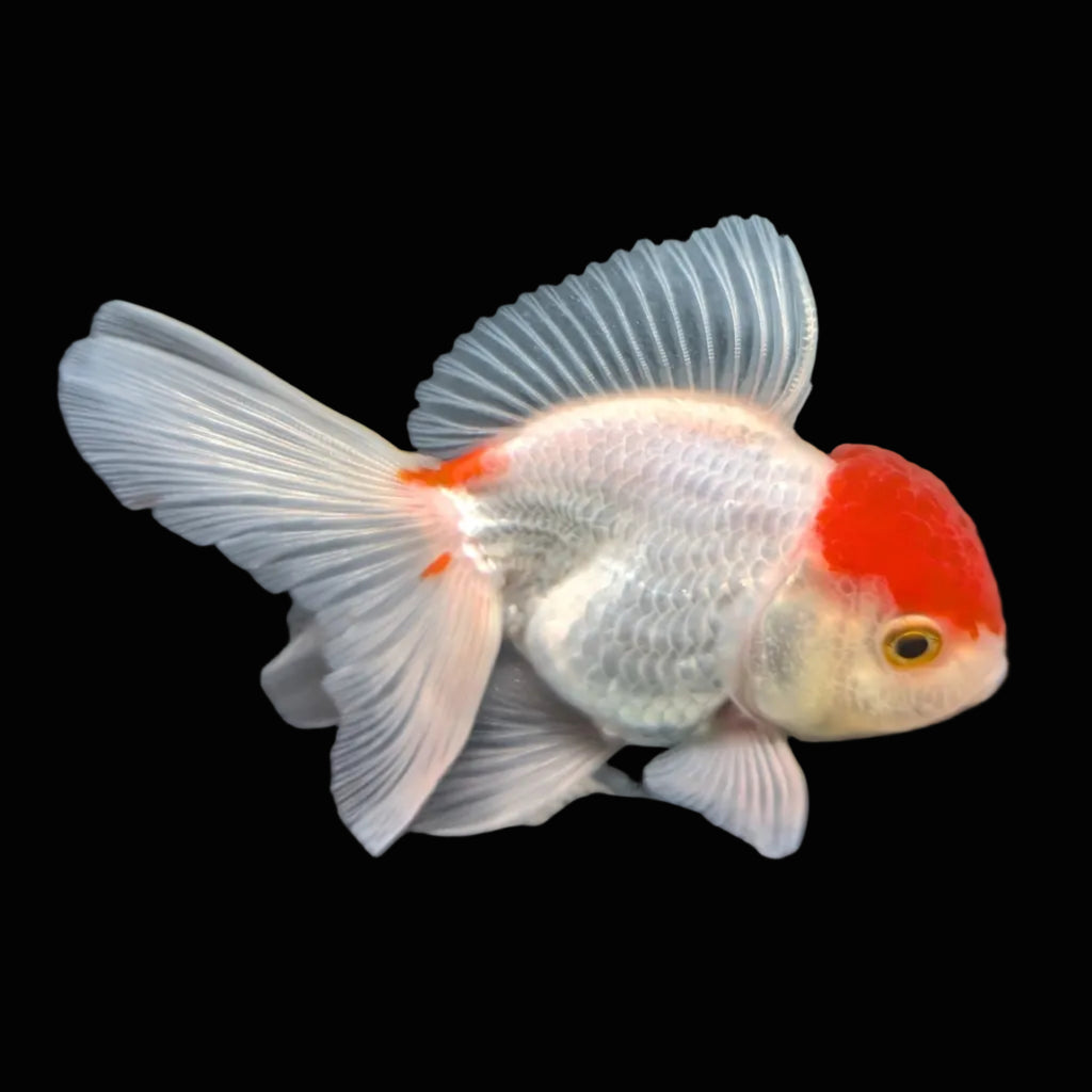 Juvenile Oranda Tricolor 3.5"-4" in.  ID#417T7A-012
