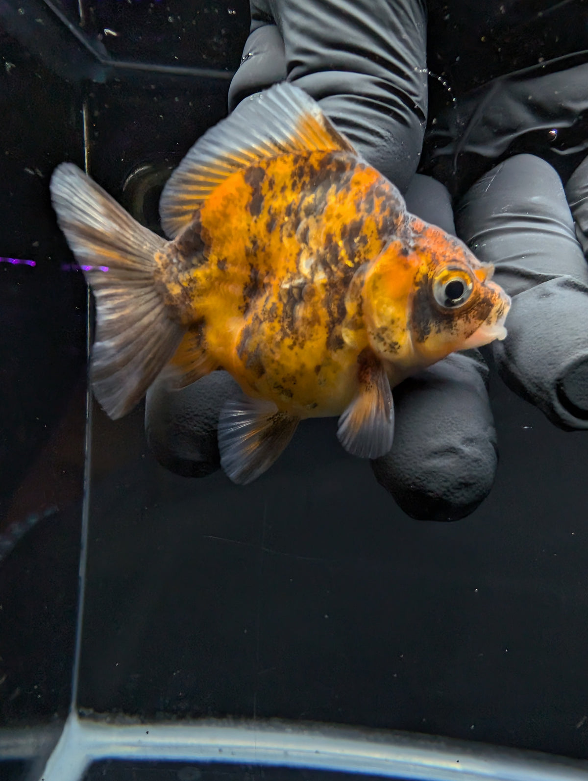 Baby Thai Shogun Oranda Tiger Calico 2"-2.5" in. ID#1016BSG11A-005