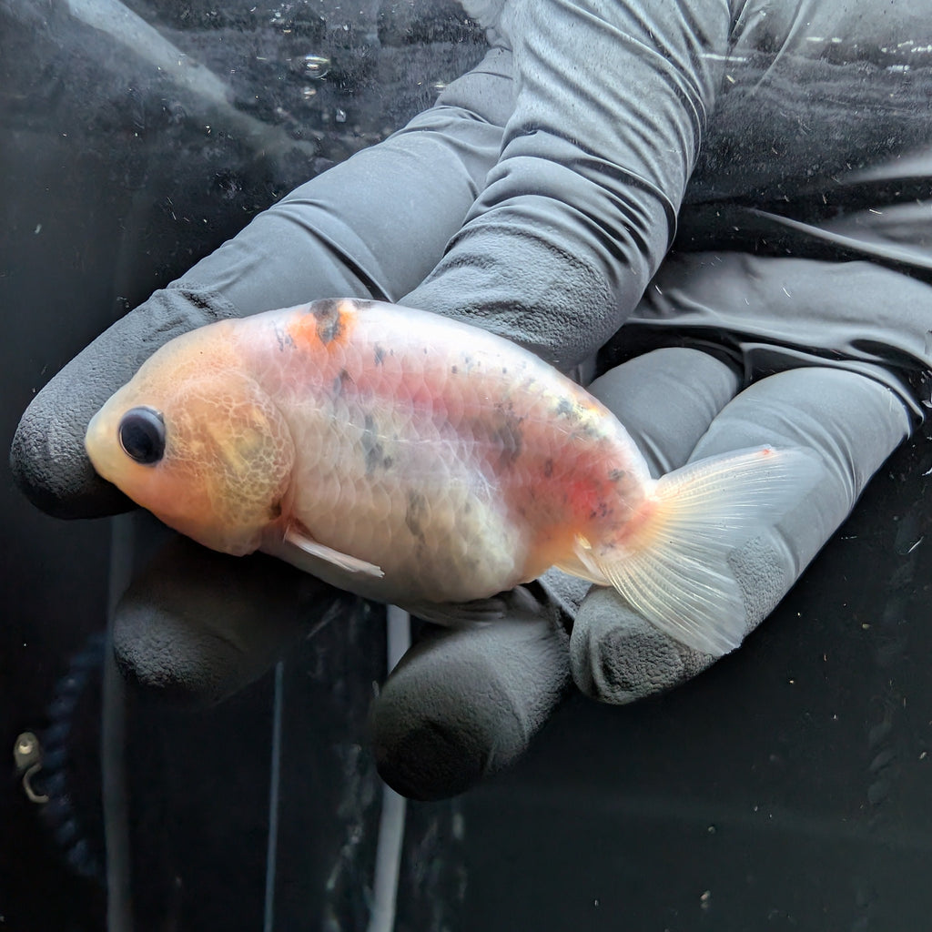Ranchu Calico 3"-3.5" in. ID#522R4A-010