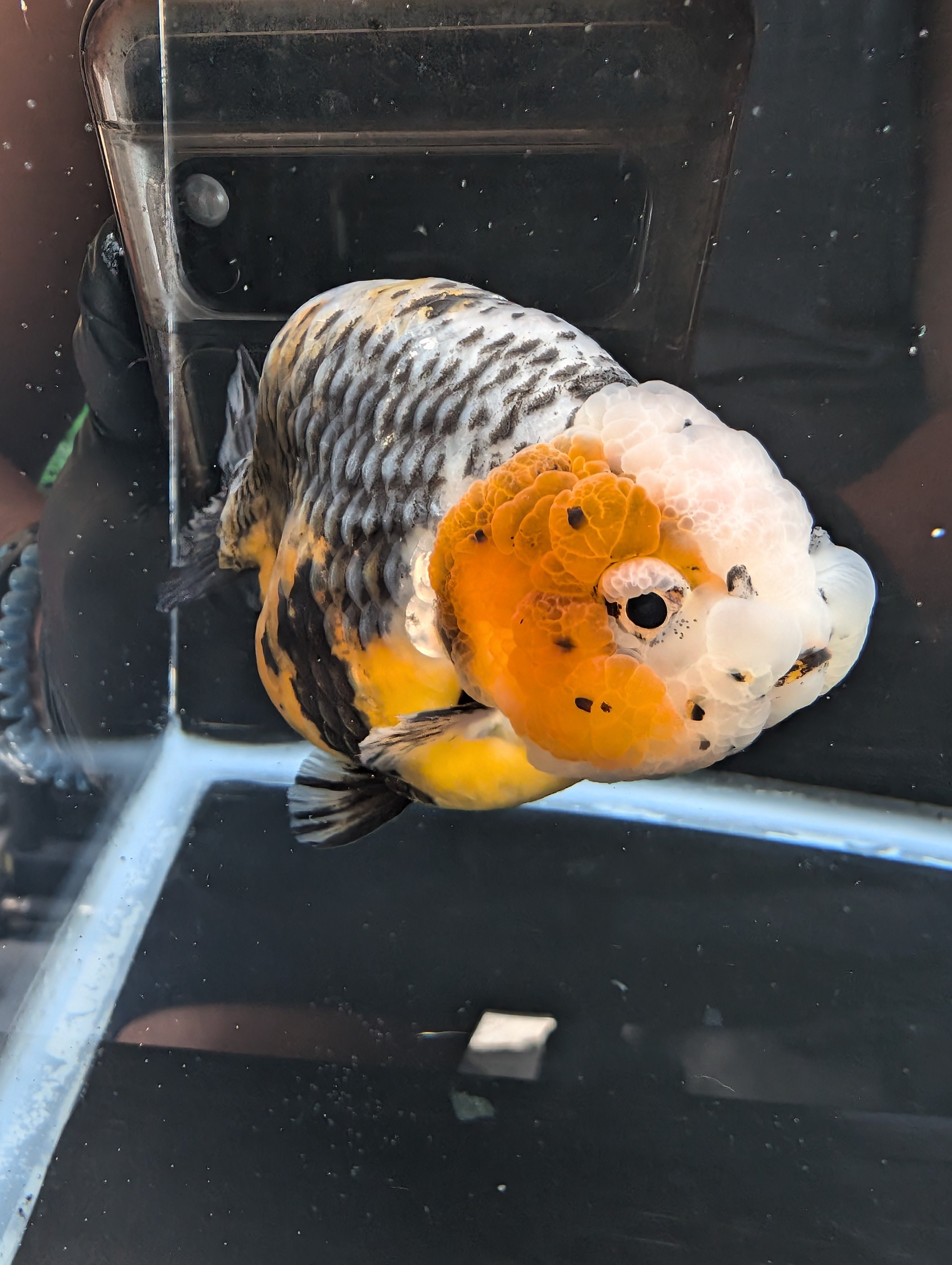 Jumbo Ranchu Kirin Calico 4.5"-5" in. ID#814R8A-023