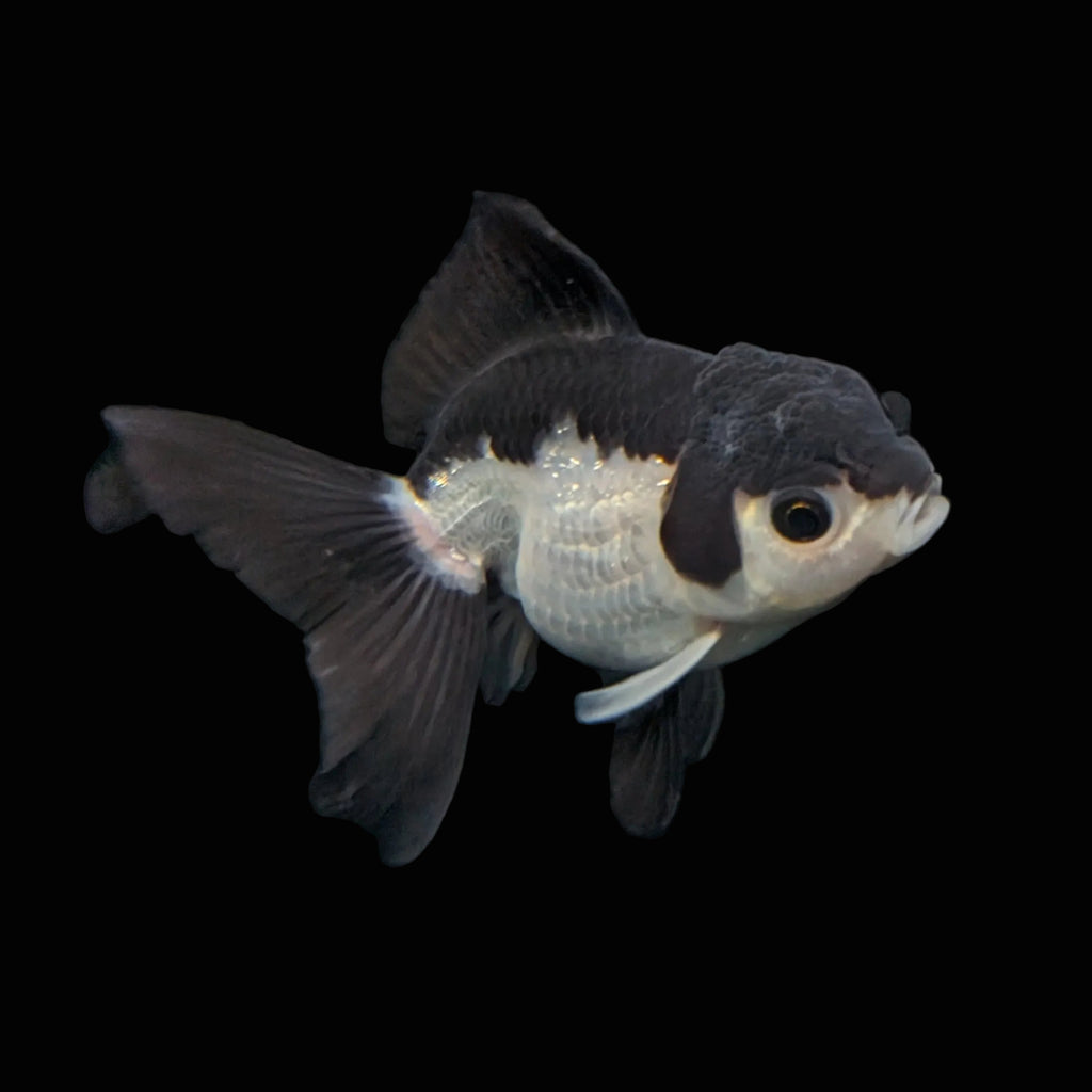 Juvenile Oranda Panda 3.5"-4" in.  ID#403T8A-002