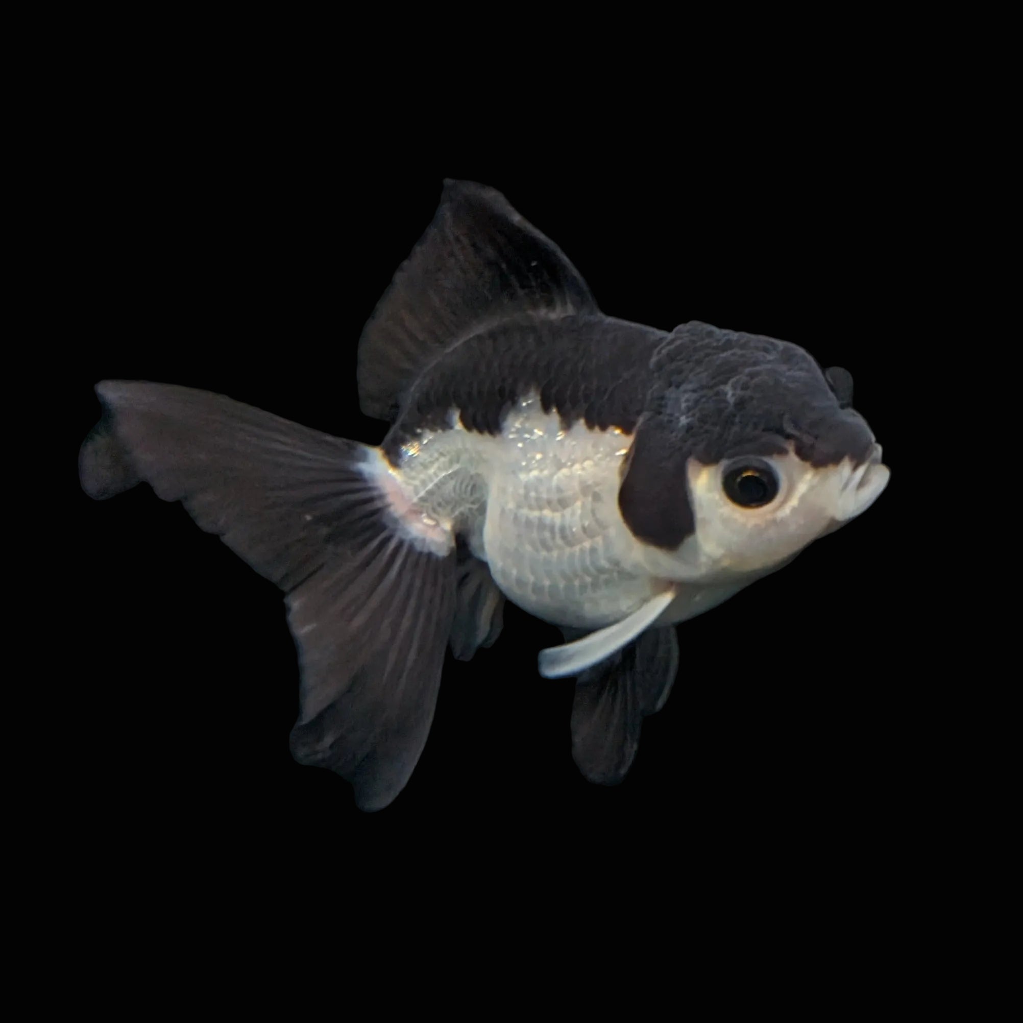 Juvenile Oranda Panda 3.5"-4" in.  ID#403T8A-002