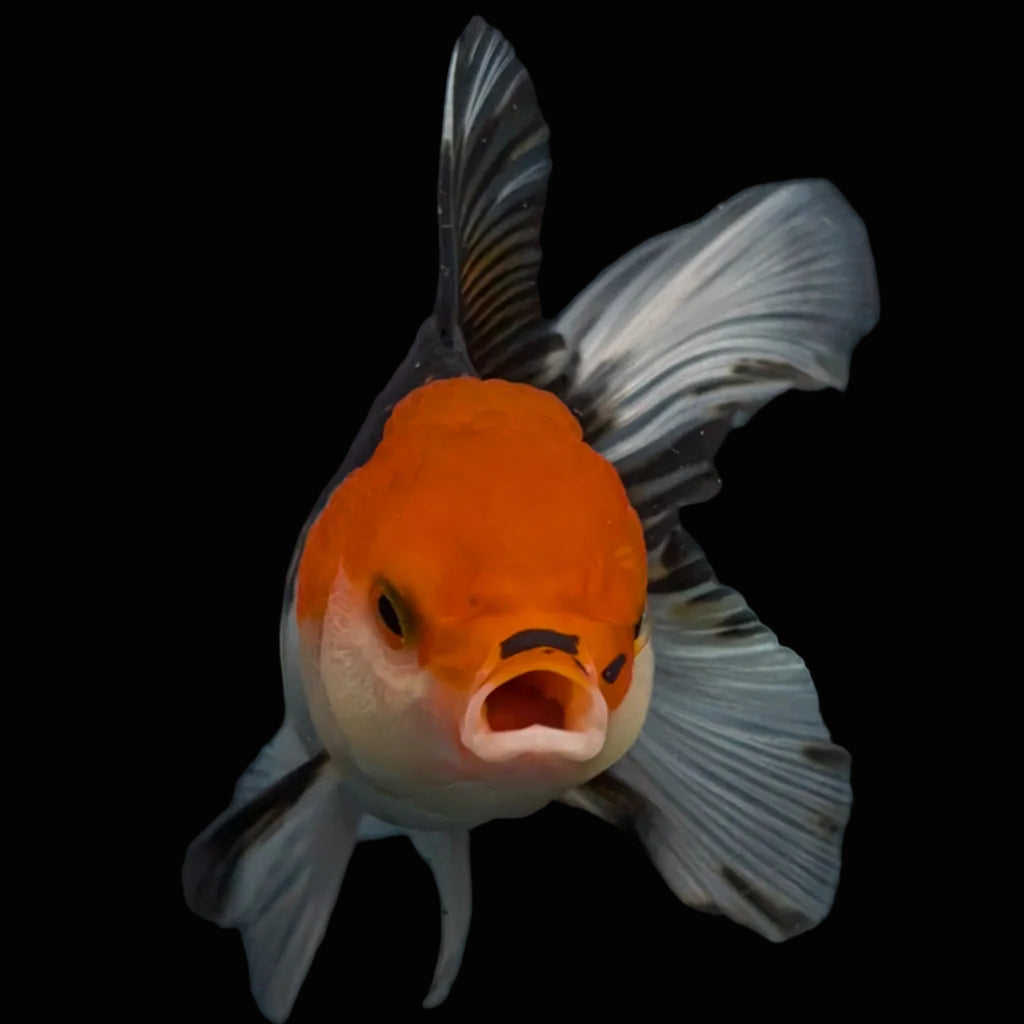 Thai Juvenile Oranda Tricolor 3.5"-4"in.  ID#731T1A-055