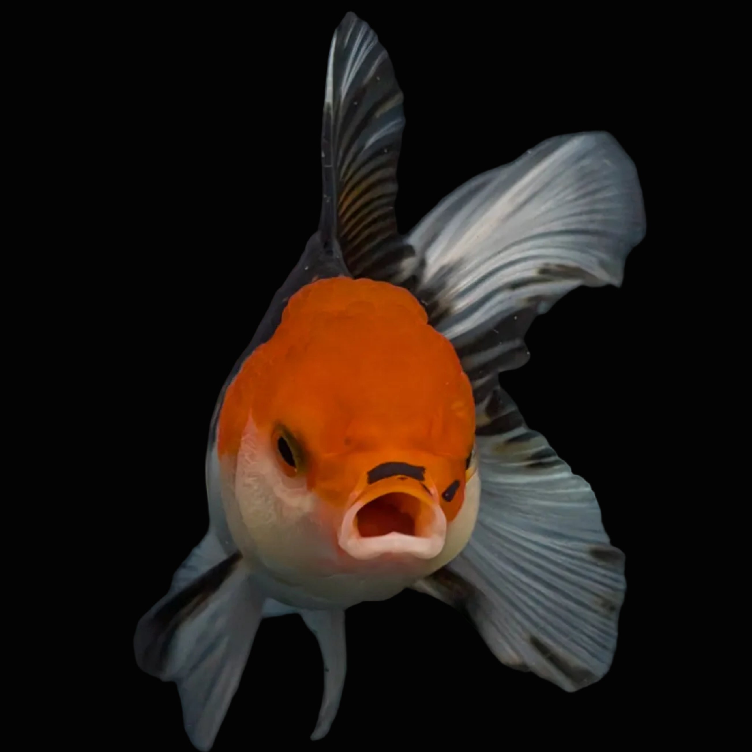 Thai Juvenile Oranda Tricolor 3.5"-4"in.  ID#731T1A-055
