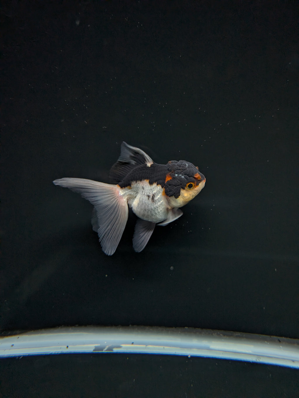 Thai Juvenile Oranda Tricolor 3"-3.5" in.  ID#717T1A-003