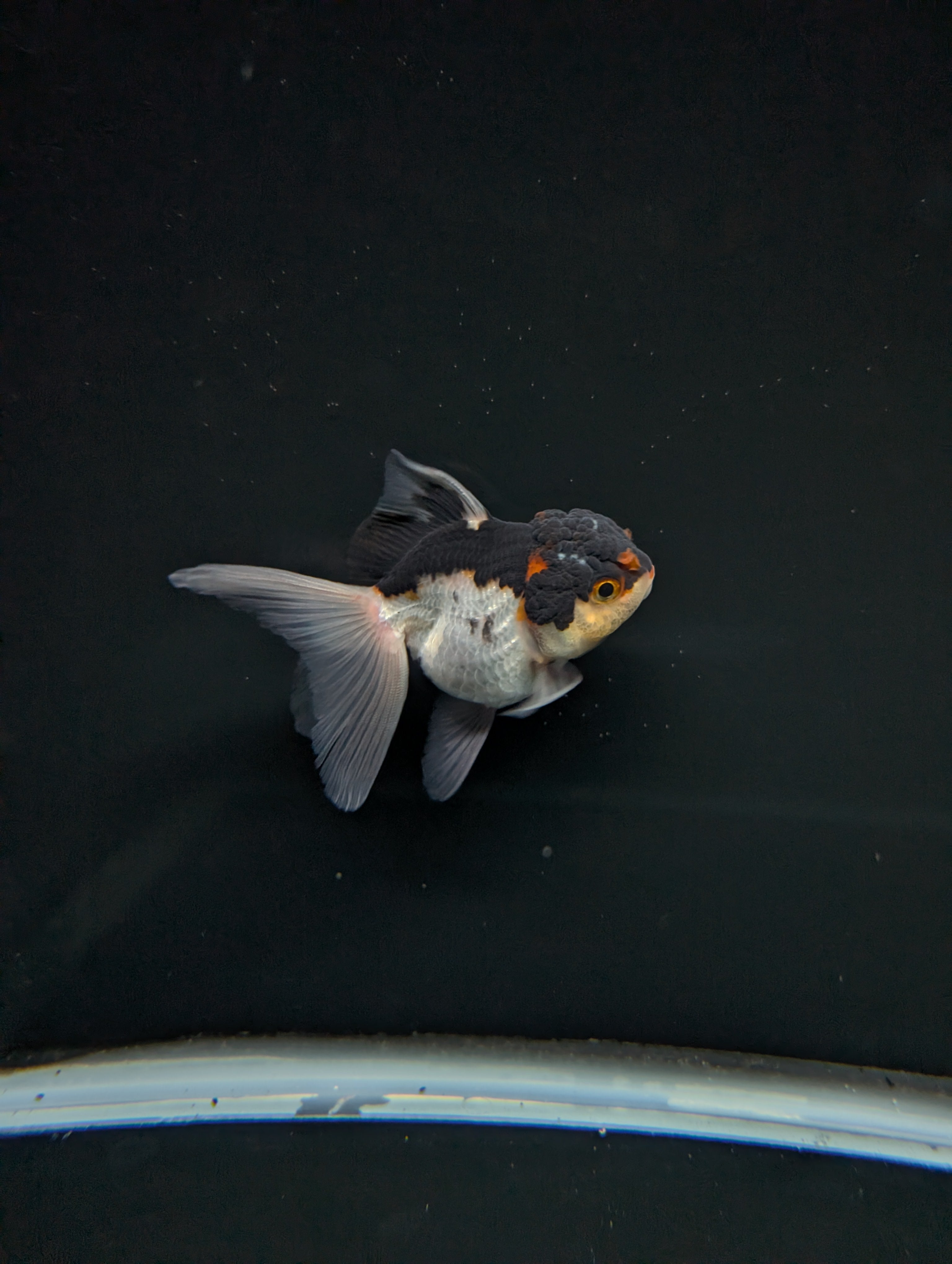 Thai Juvenile Oranda Tricolor 3"-3.5" in.  ID#717T1A-003