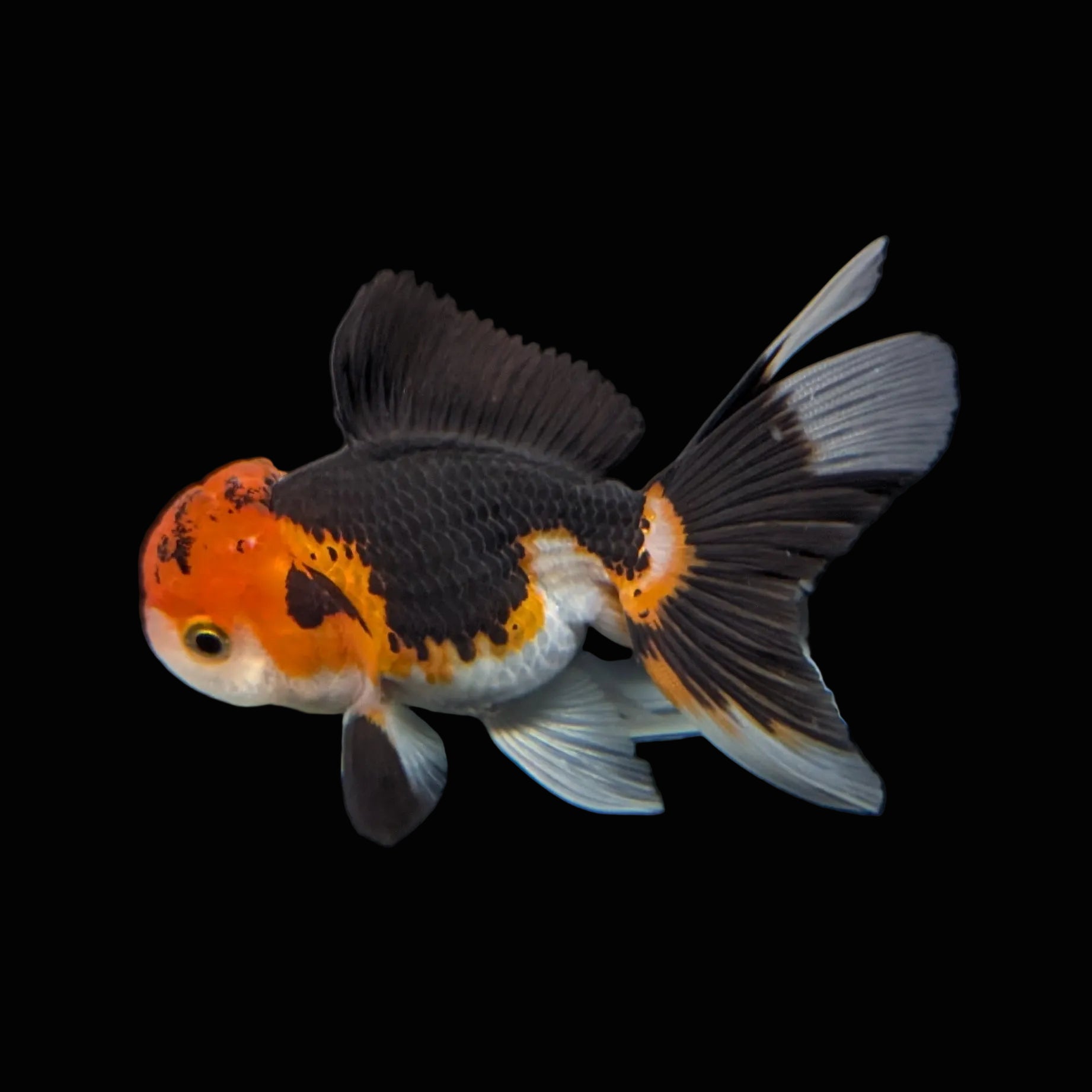 Juvenile Oranda Tricolor 3.5"-4" in.  ID#403T8A-007