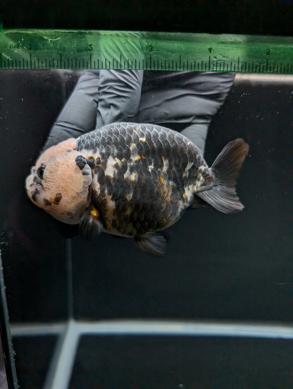 Jumbo Ranchu Heavy Ink Calico 4.5"-5" in. ID#828R8A-053