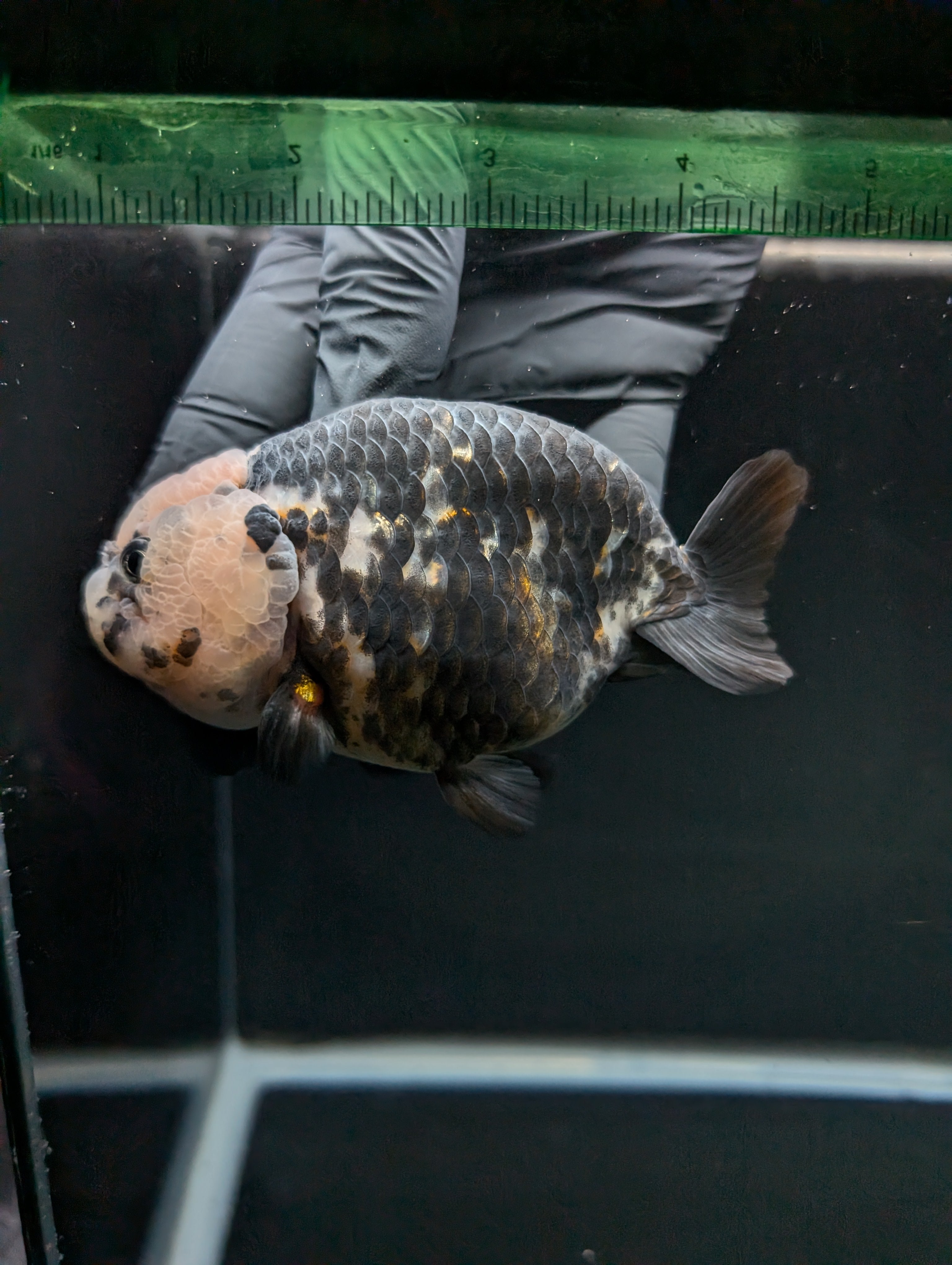 Jumbo Ranchu Heavy Ink Calico 4.5"-5" in. ID#828R8A-053
